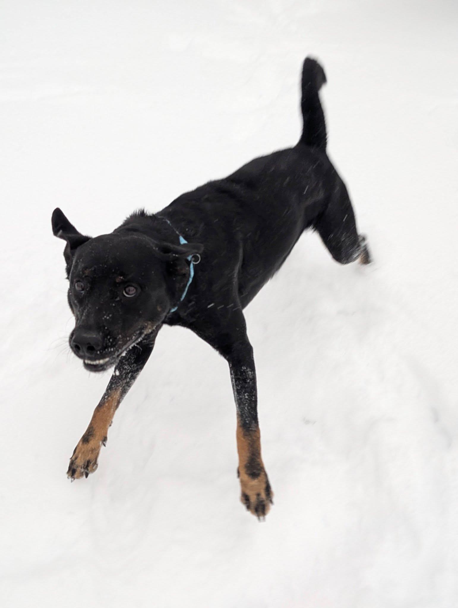 Enlarge Winston, an adopted mixed breed in Cleveland, OH image 2/4