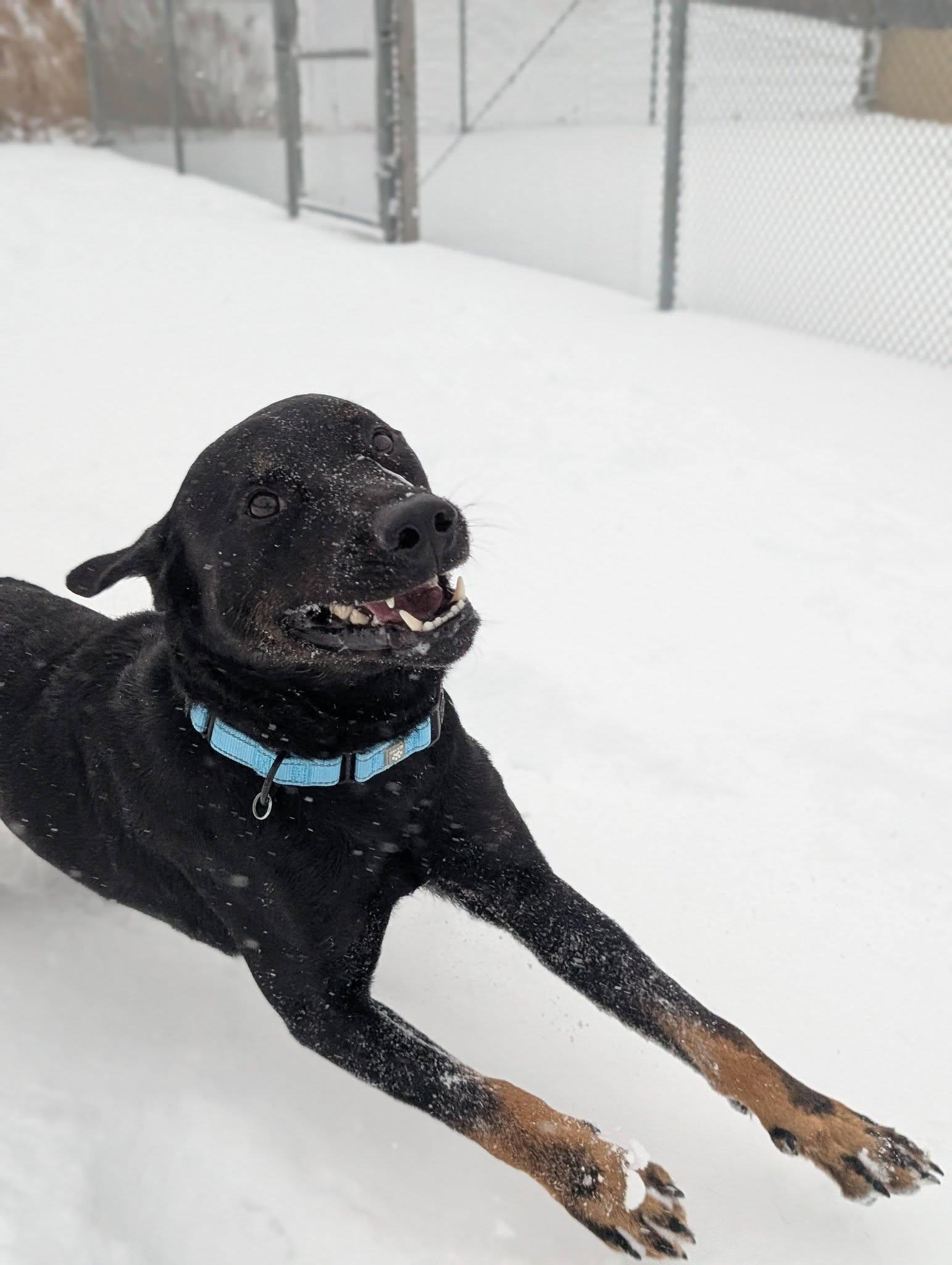 Enlarge Winston, an adopted mixed breed in Cleveland, OH image 3/4