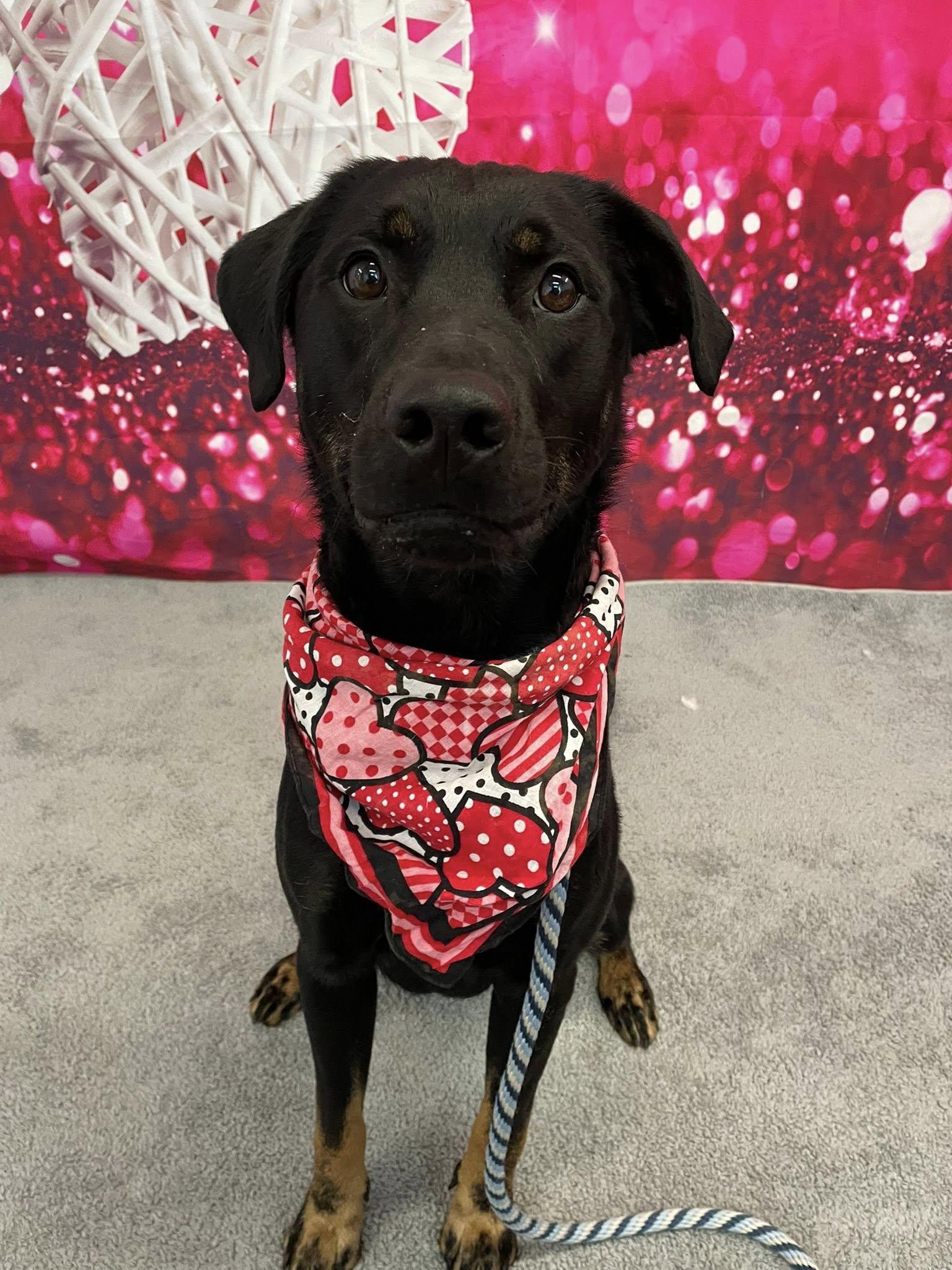 Enlarge Winston, an adopted mixed breed in Cleveland, OH image 1/4