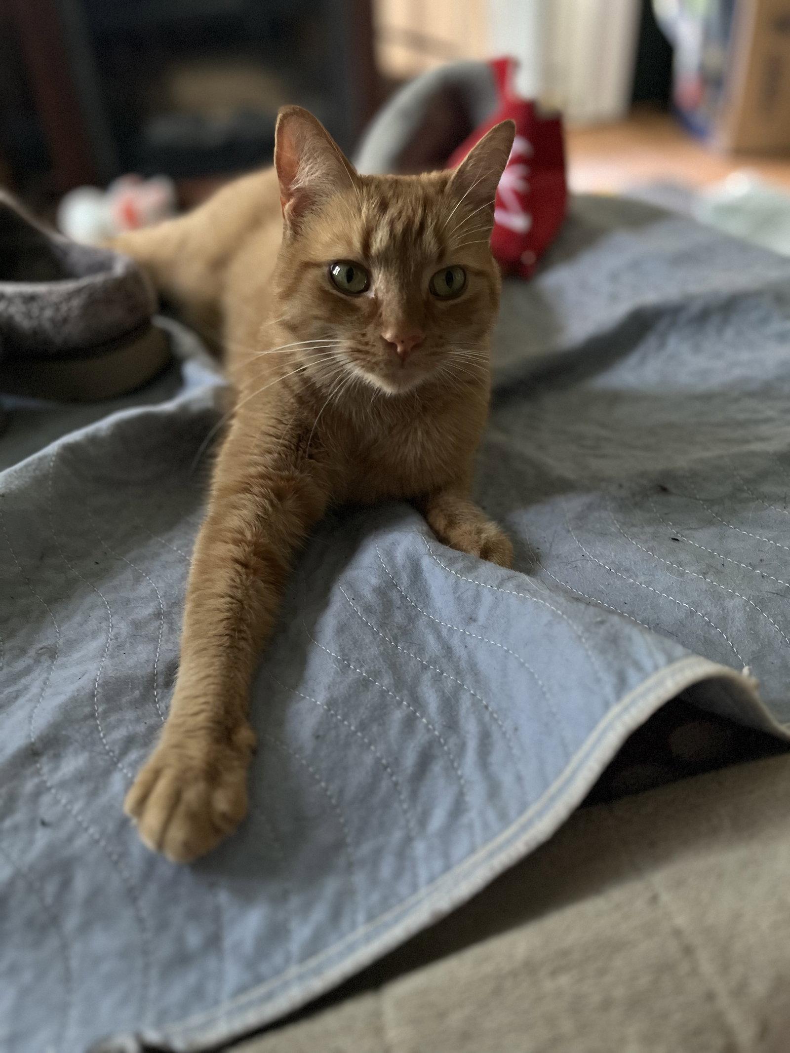 Heineken - AK, a Adoptable Domestic Short Hair in Clinton, MI image 1/3