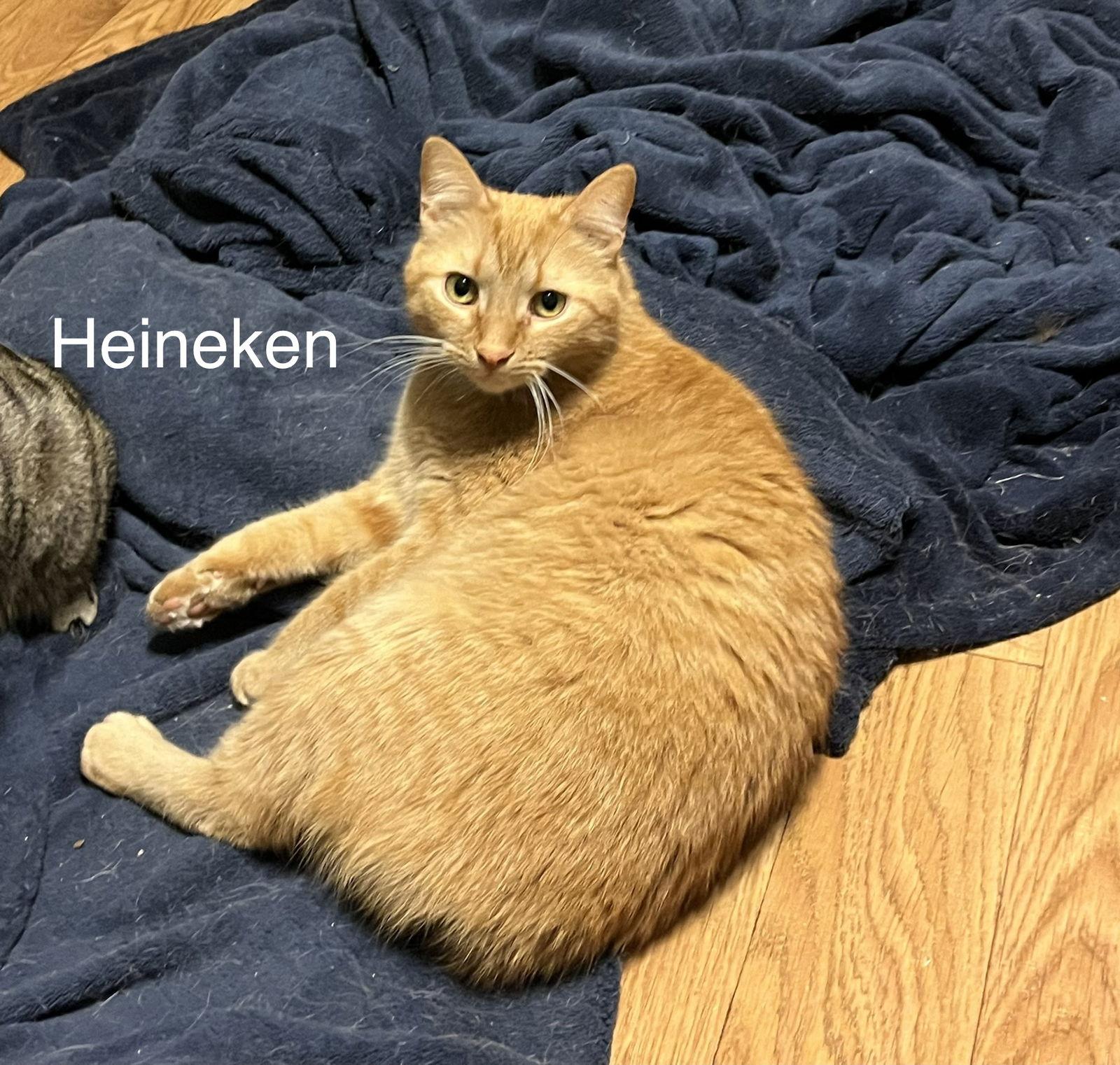 Heineken - AK, Adoptable, Young Male Domestic Short Hair.