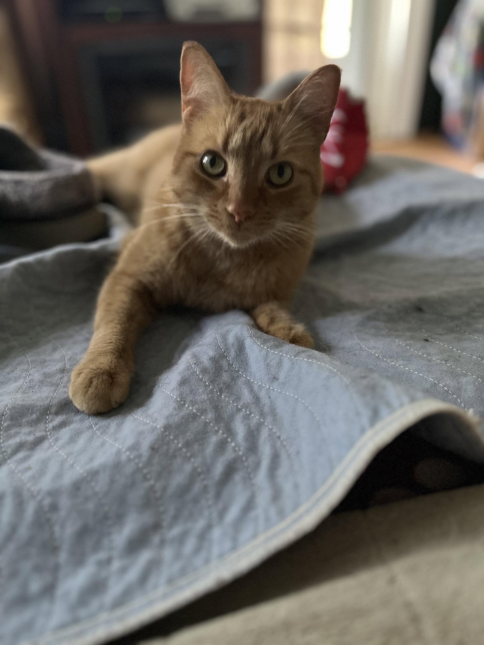 Heineken - AK, a Adoptable Domestic Short Hair in Clinton, MI image 3/3