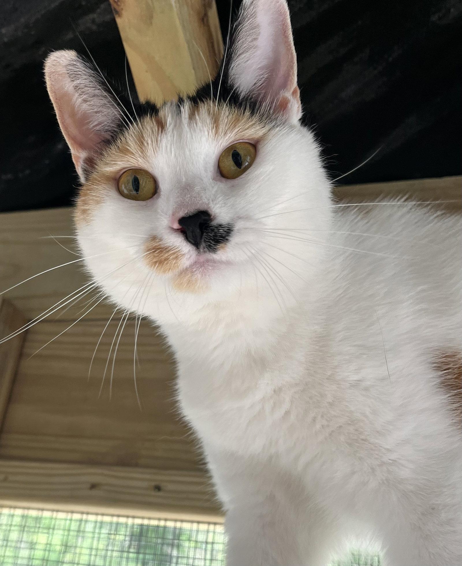 Chloe, Adoptable, Young Female Domestic Medium Hair.