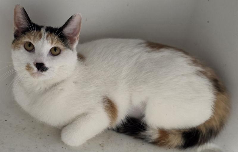 Chloe cat, Adoptable, Young Female Domestic Medium Hair.