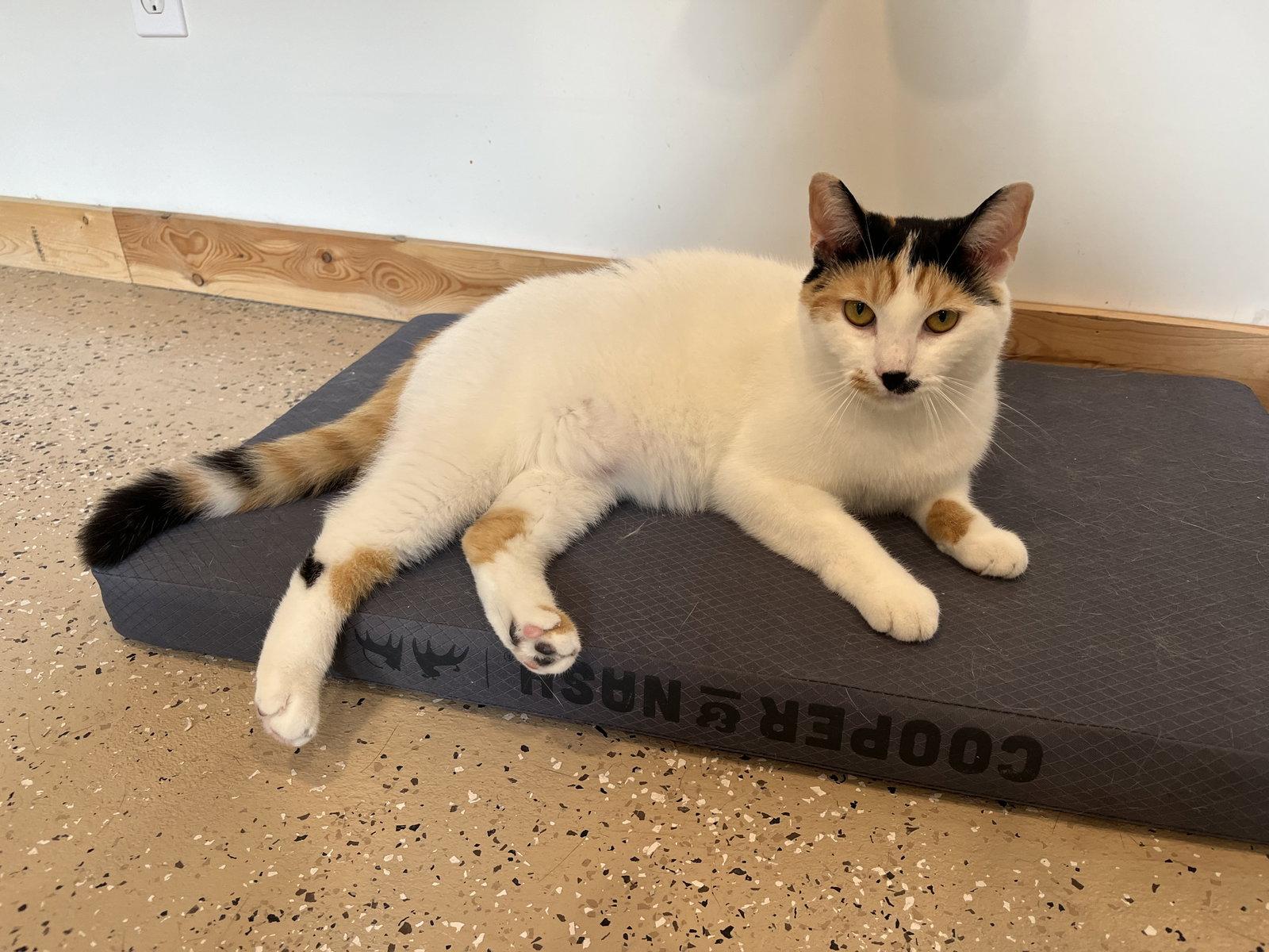 Chloe, a Adoptable Domestic Medium Hair in Woodsfield, OH image 2/3