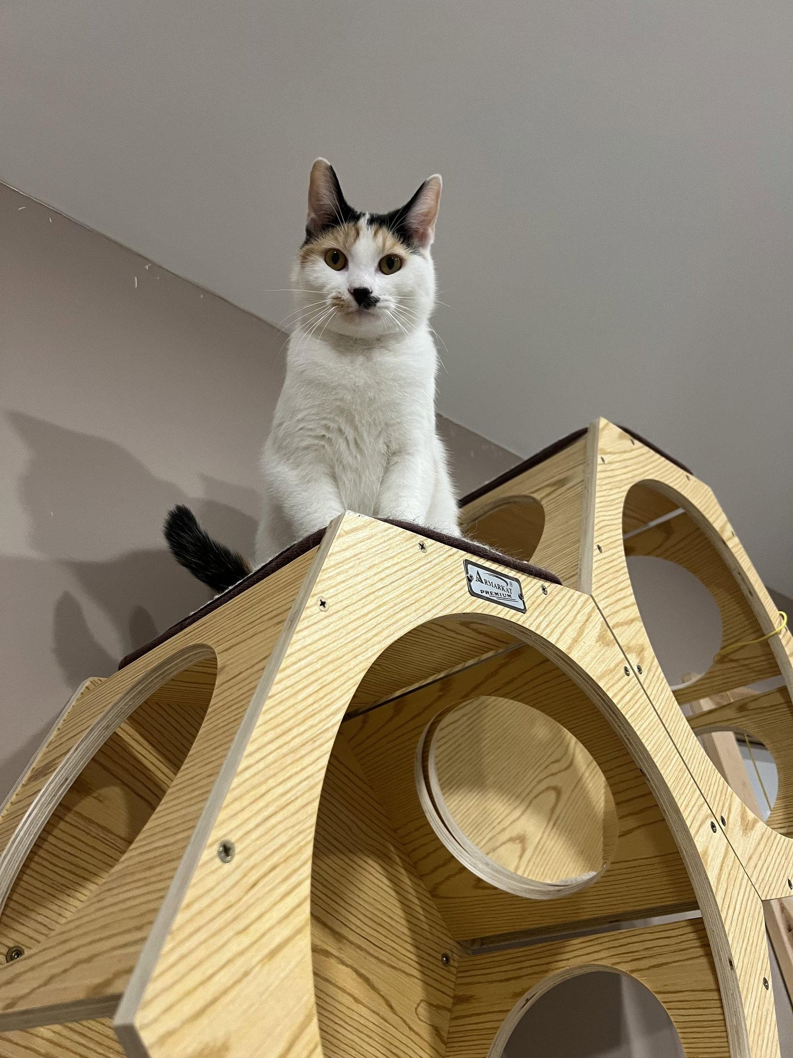 Chloe, a Adoptable Domestic Medium Hair in Woodsfield, OH image 3/3