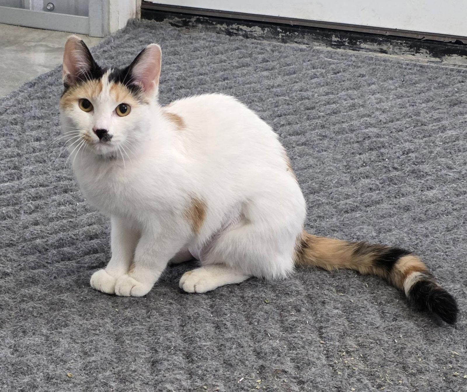 Enlarge Chloe cat, a Adoptable Domestic Medium Hair in Woodsfield, OH image 2/2