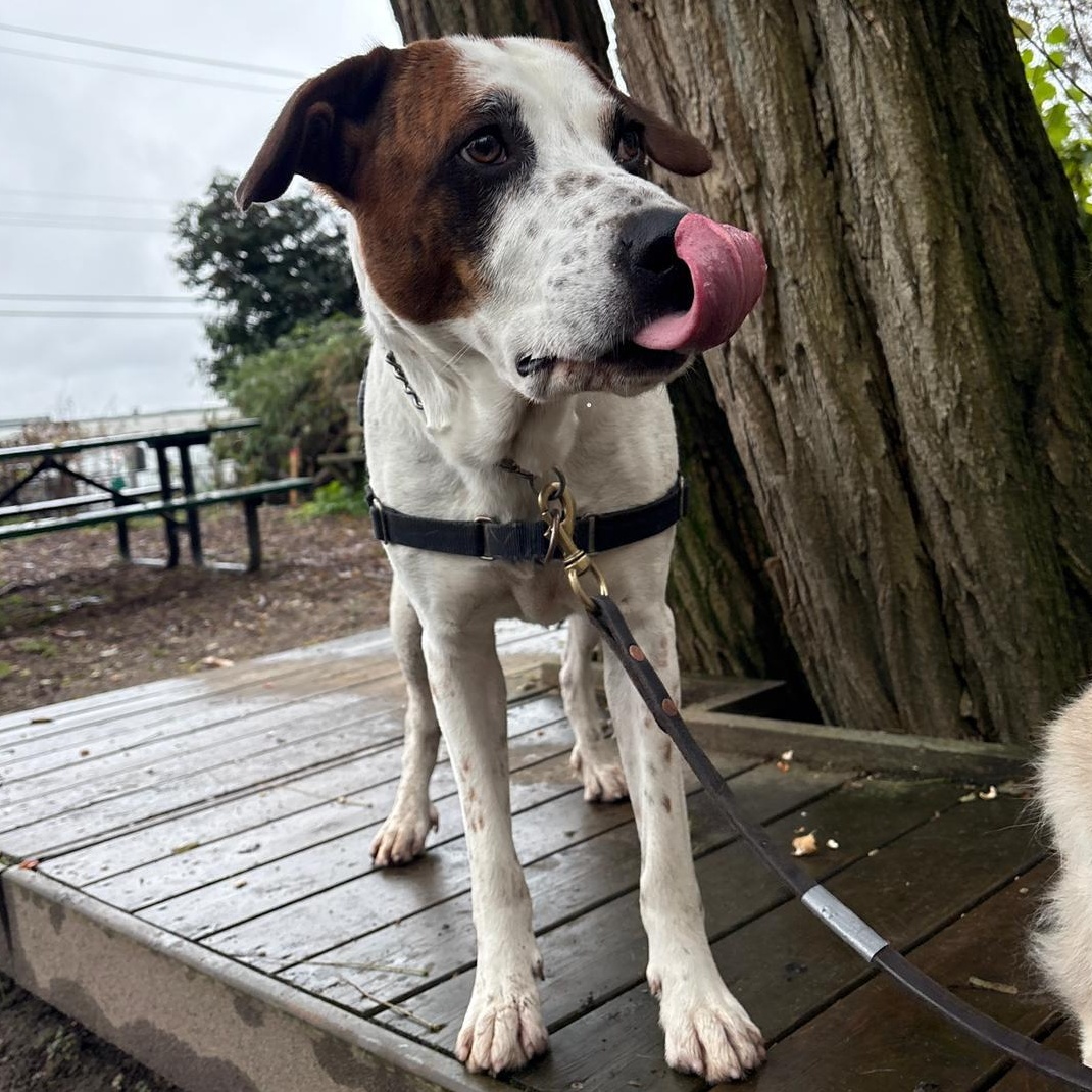 Enlarge Junior, an adoptable mixed breed in Vancouver, BC image 3/6