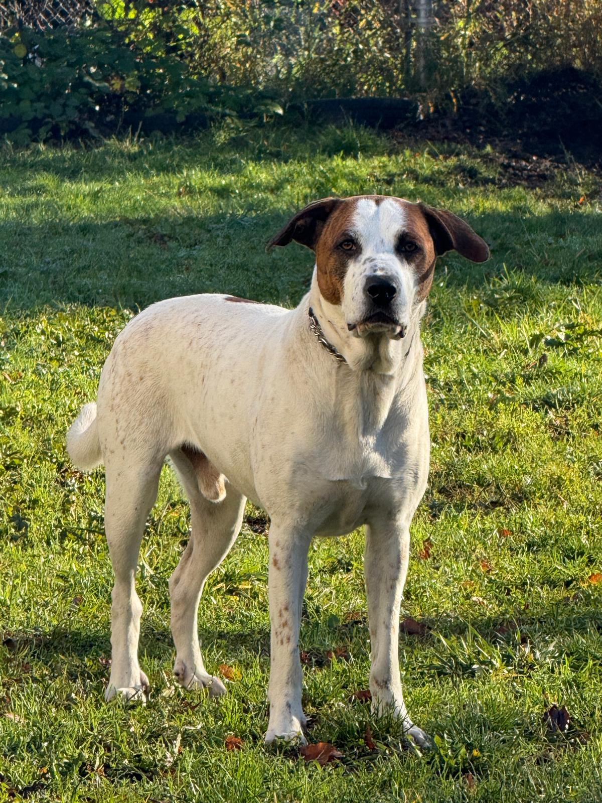 Junior, adoptable, Adult Male Catahoula Leopard Dog & Pit Bull Terrier.