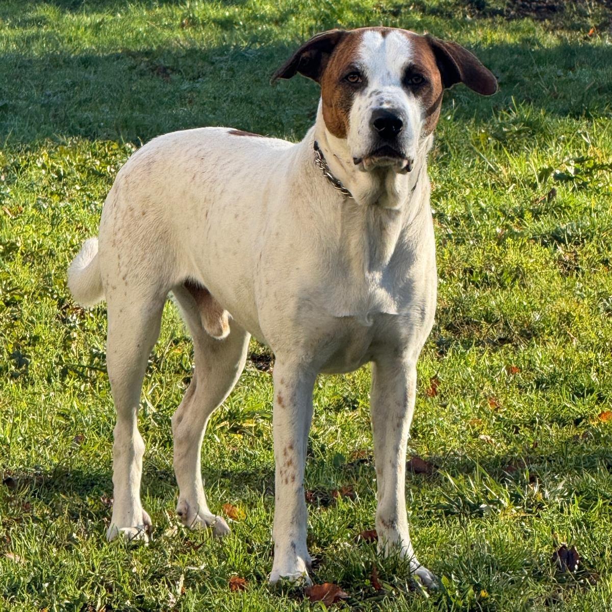 Enlarge Junior, an adoptable mixed breed in Vancouver, BC image 1/6