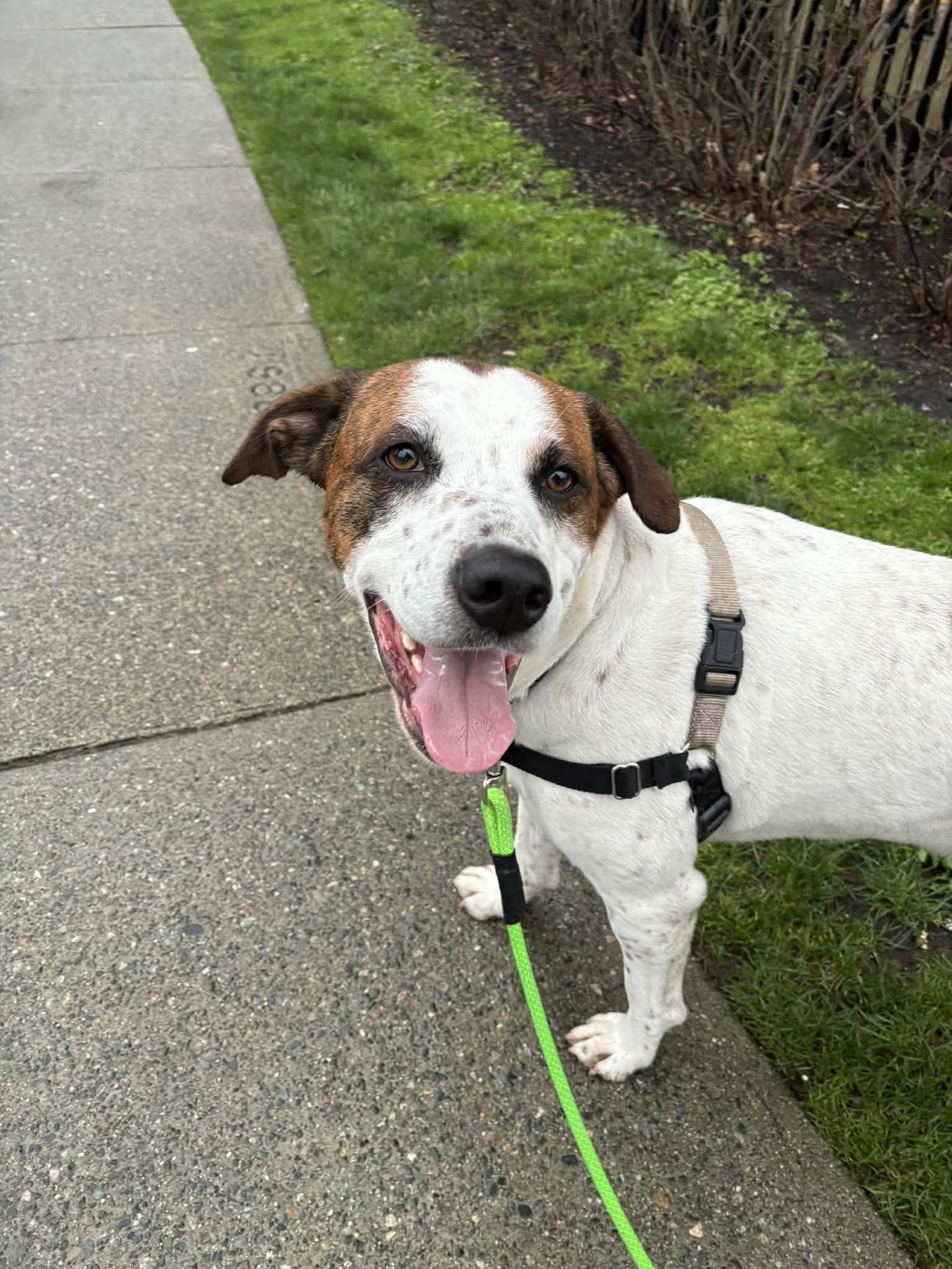 Enlarge Junior, an adoptable mixed breed in Vancouver, BC image 3/6