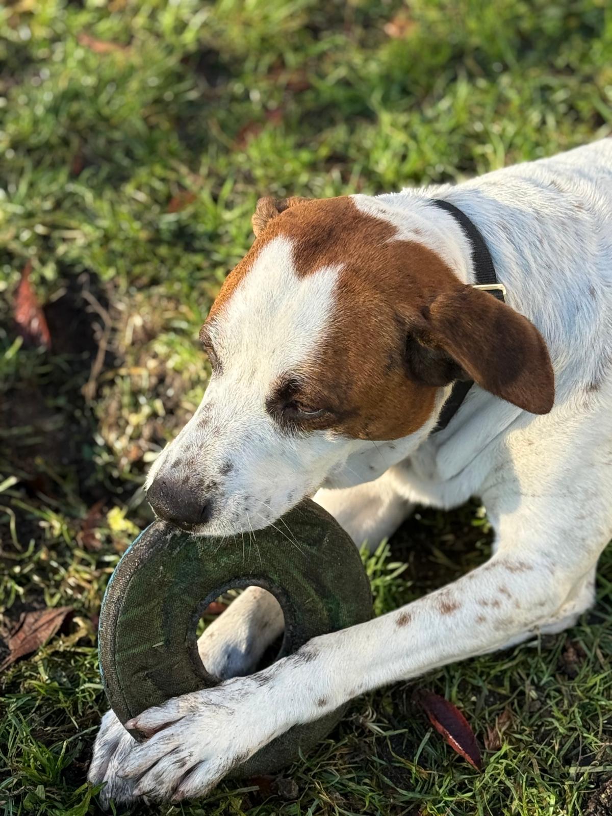 Junior, an adoptable mixed breed in Vancouver, BC image 2/4