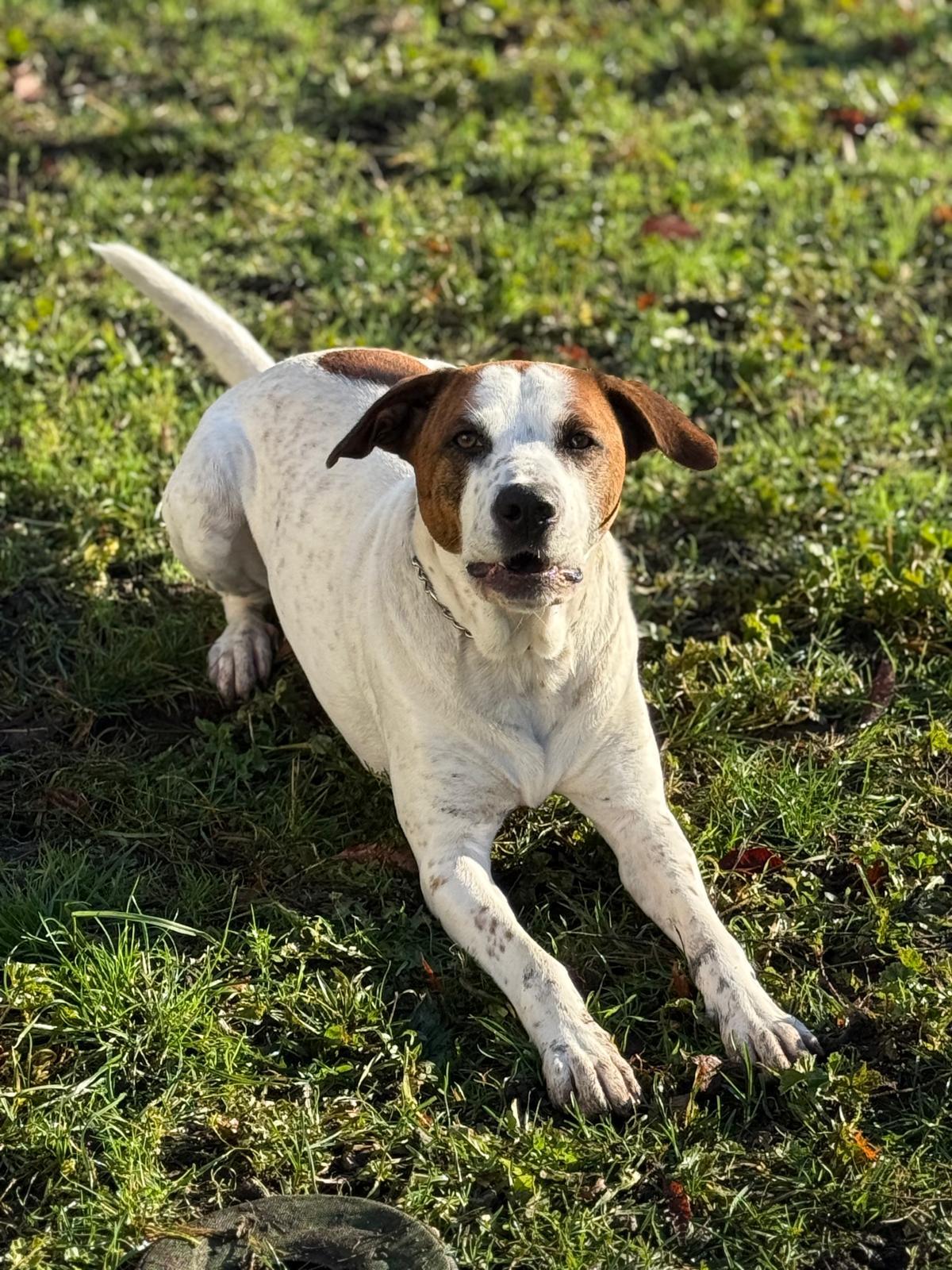 Junior, an adoptable mixed breed in Vancouver, BC image 3/4