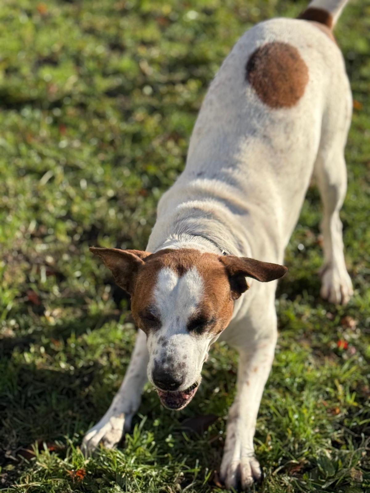 Junior, an adoptable mixed breed in Vancouver, BC image 4/4