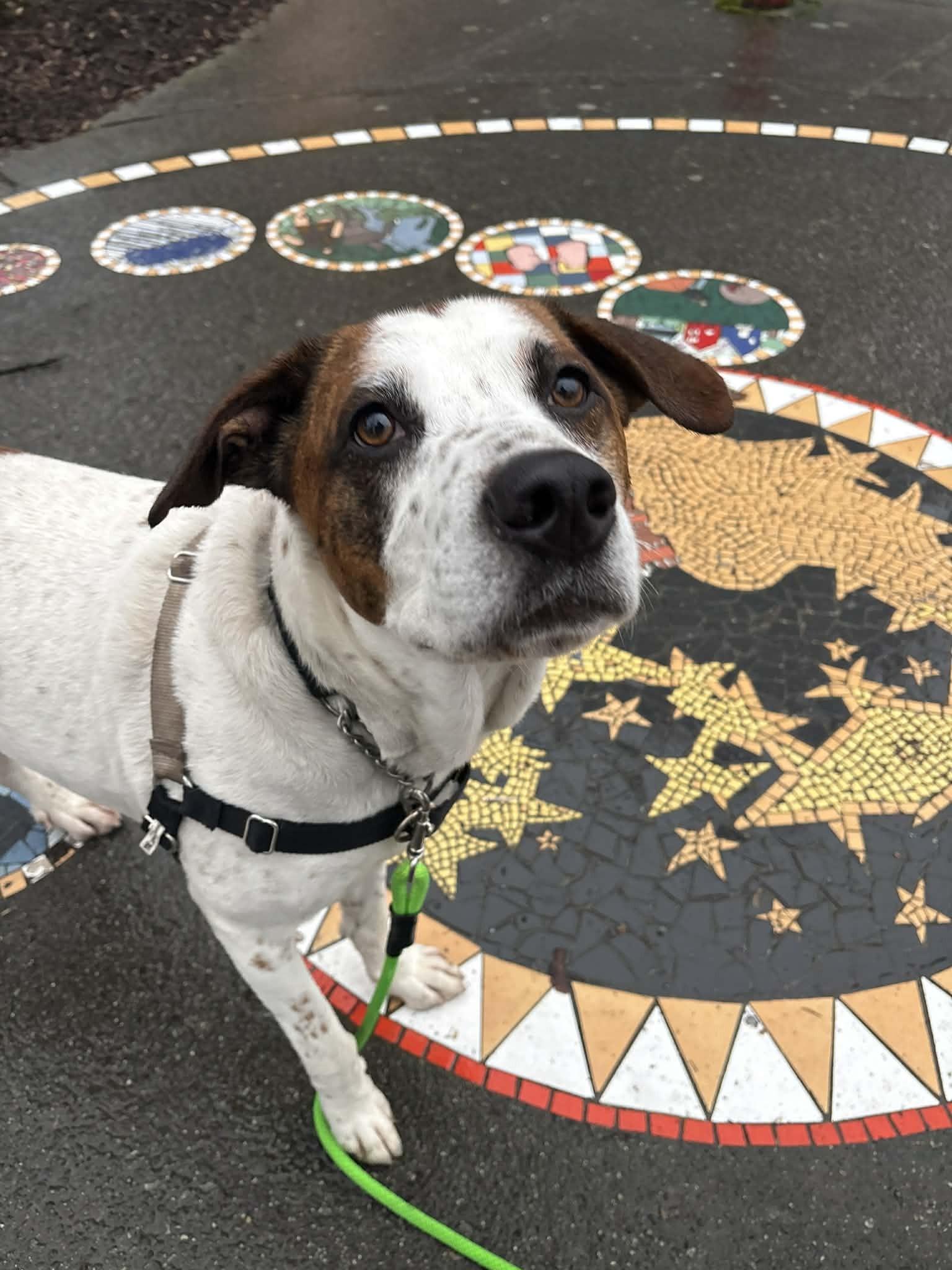 Enlarge Junior, an adoptable mixed breed in Vancouver, BC image 5/6