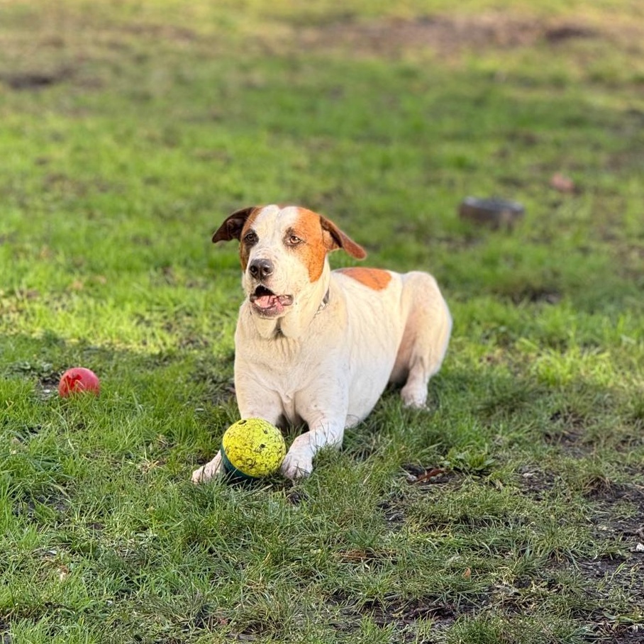 Enlarge Junior, an adoptable mixed breed in Vancouver, BC image 6/6
