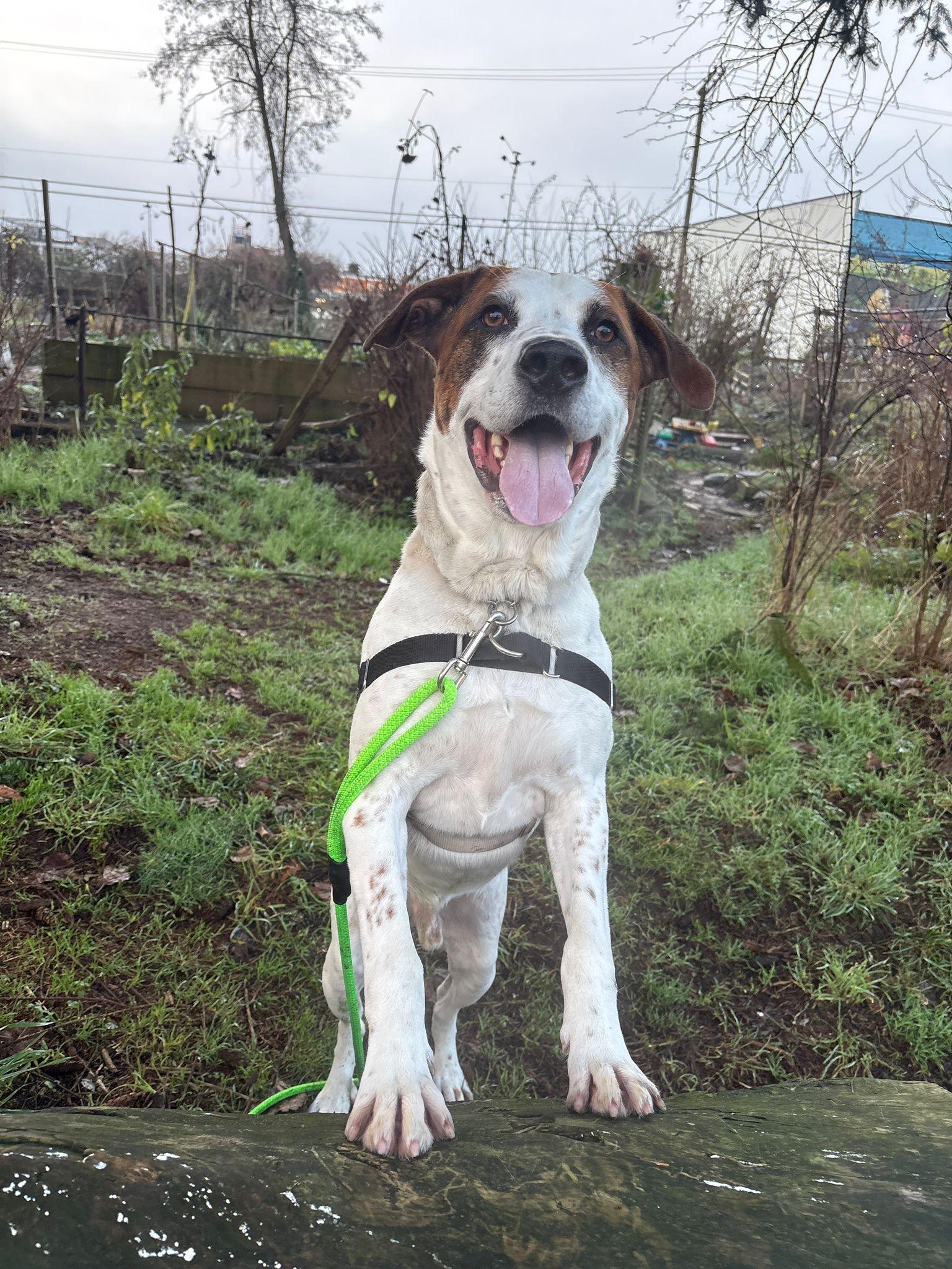 Junior, adoptable, Adult Male Catahoula Leopard Dog & Pit Bull Terrier.