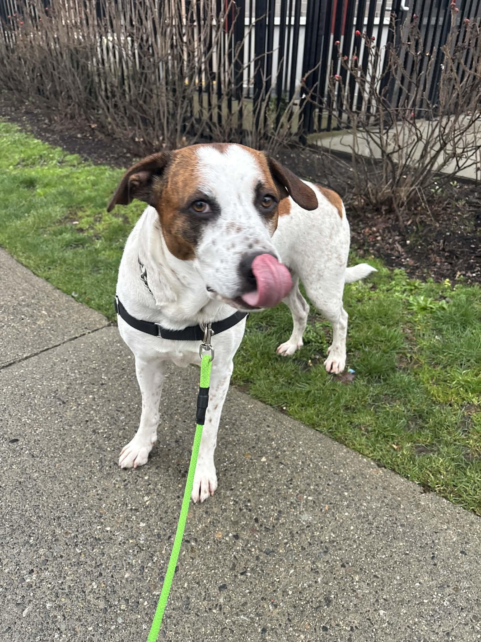 Enlarge Junior, an adoptable mixed breed in Vancouver, BC image 6/6