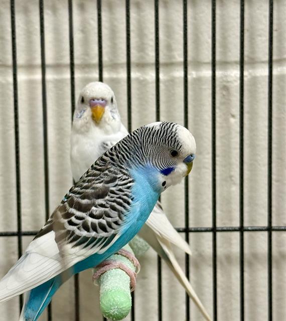CHIRPY, Adoptable, Young Female Parakeet (Other).
