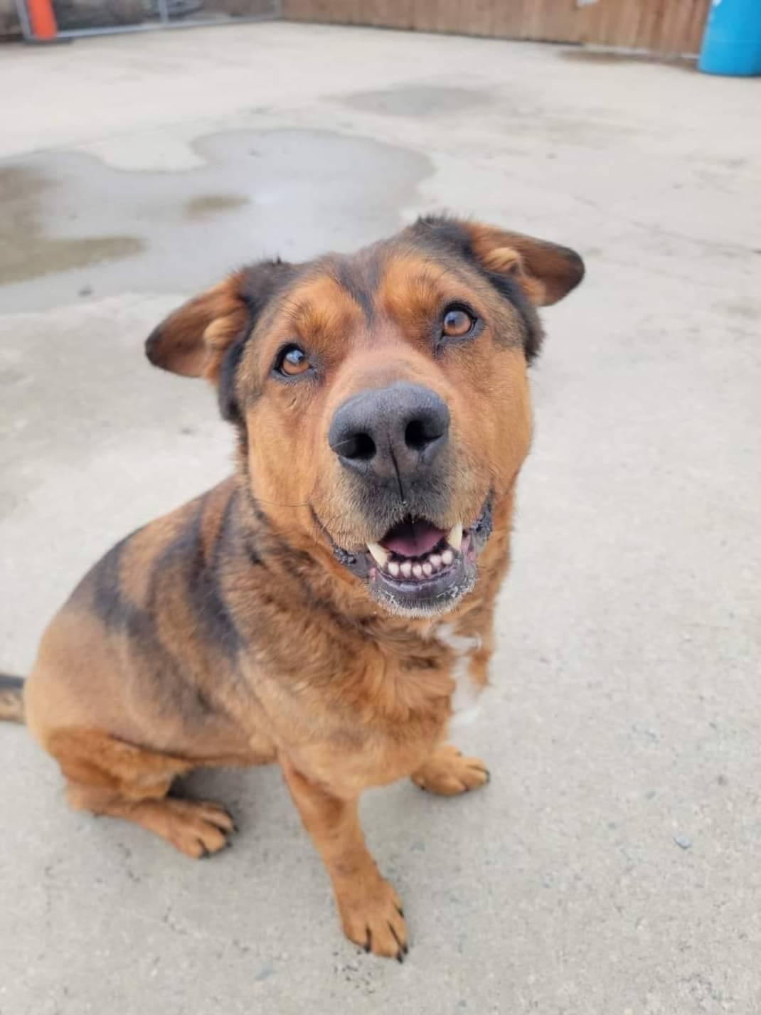 Enlarge Admiral, a Adoptable mixed breed in Westminster, MD image 3/3