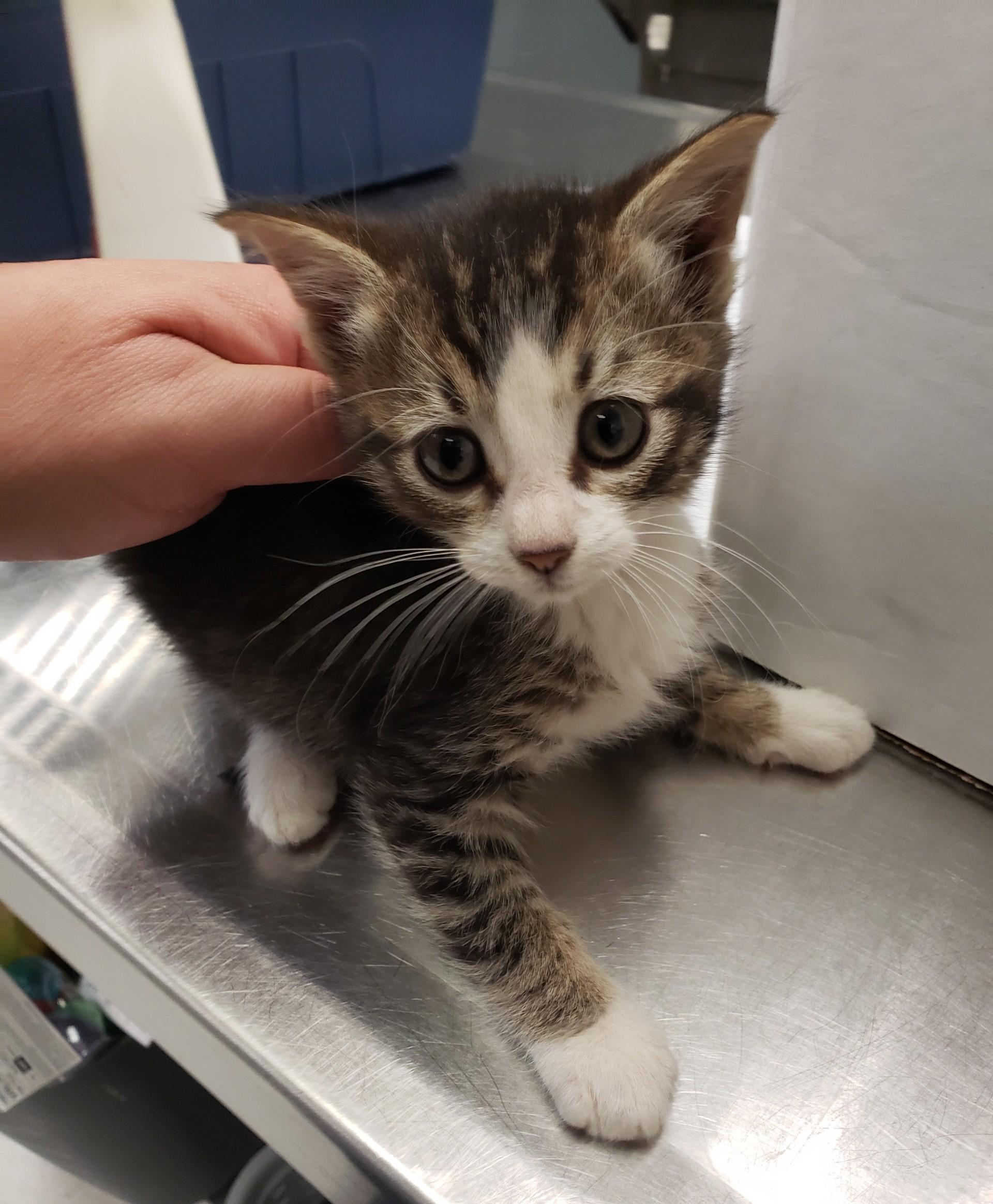 Enlarge Hollipurr, an adopted Domestic Short Hair in Allen, TX image 1/1