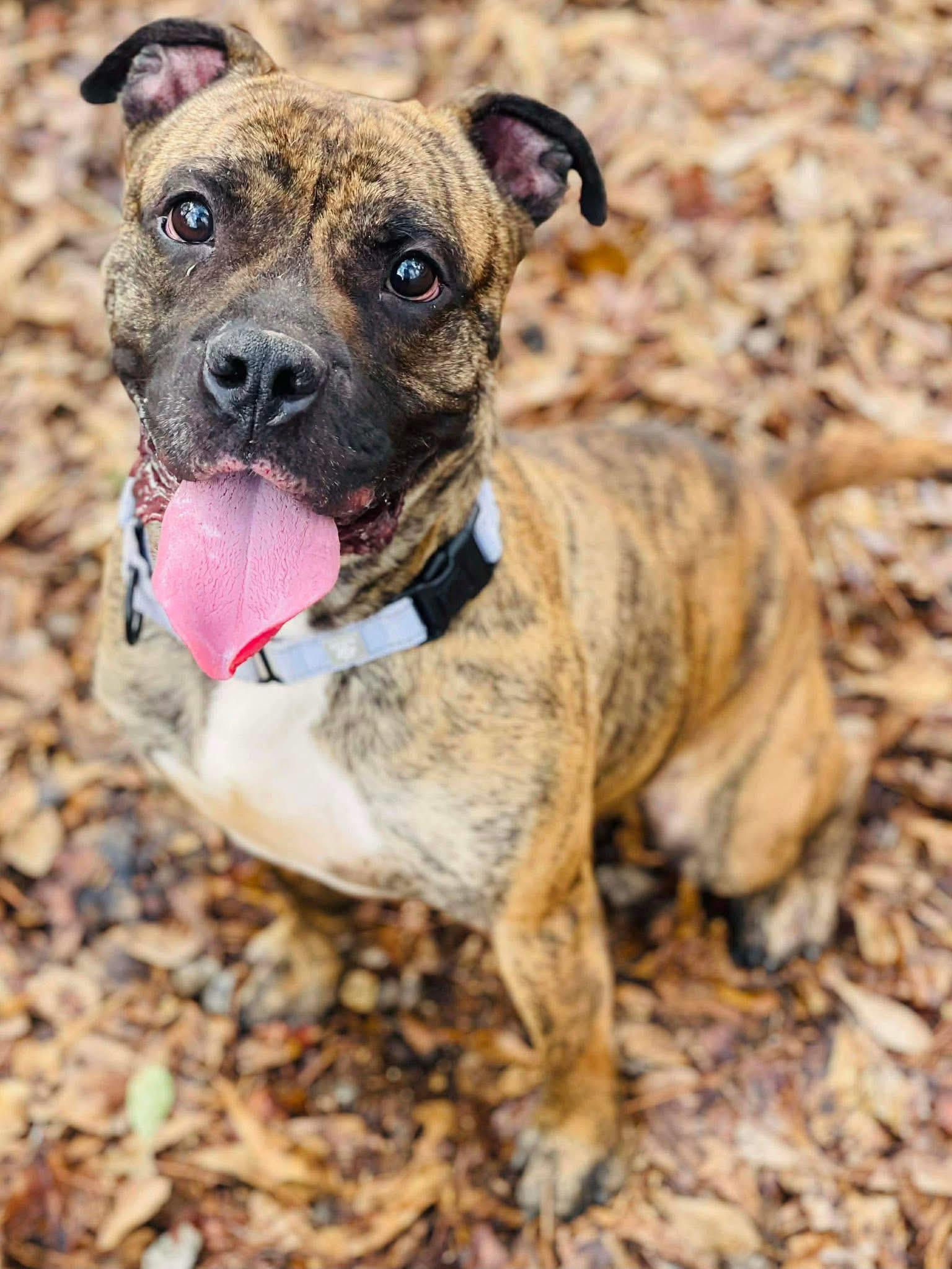 Enlarge Flynn, a Adoptable Mixed Breed in Covington, GA image 1/1