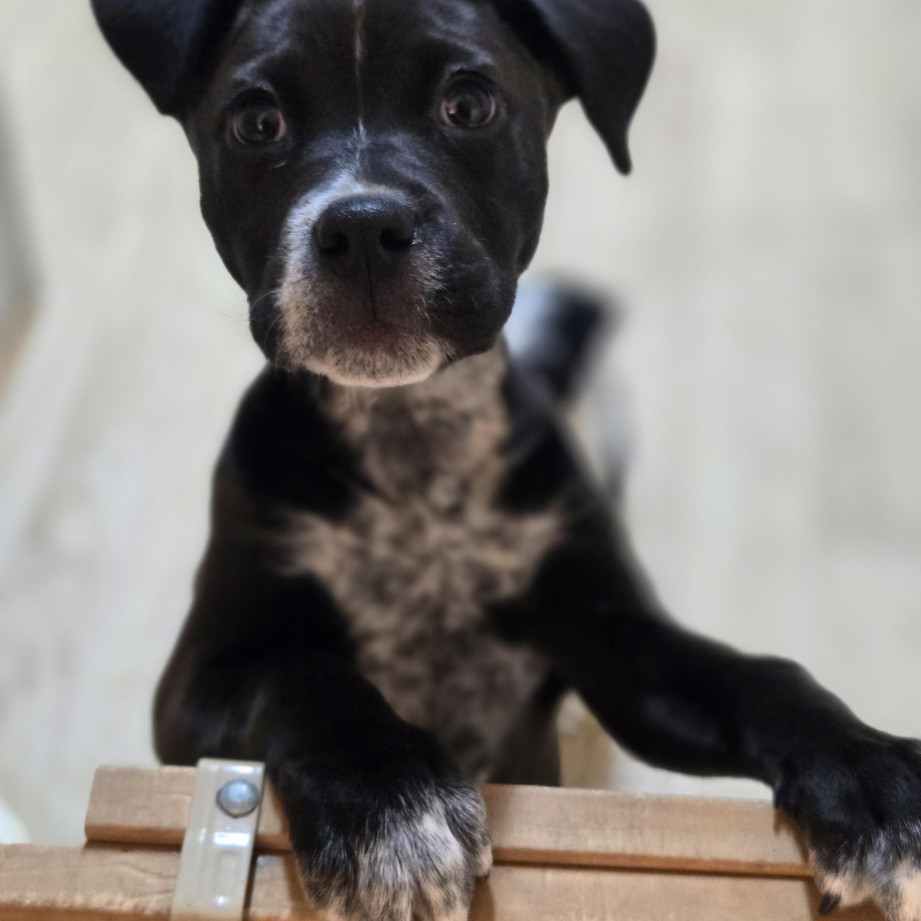 Evie, a ADOPTABLE mixed breed in Laurel, MT image 3/3