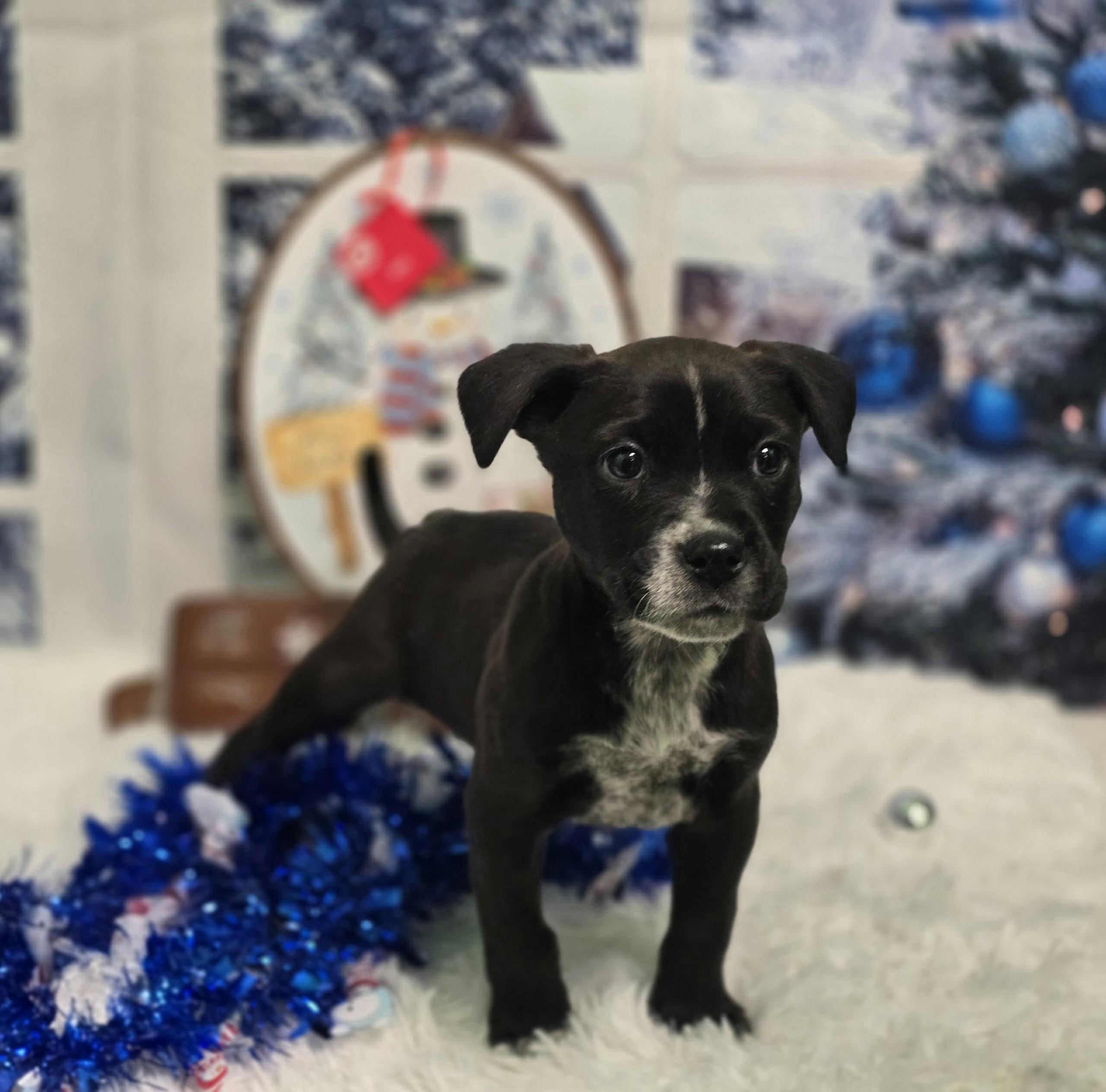 Evie, ADOPTABLE, Puppy Female Australian Cattle Dog / Blue Heeler & Pit Bull Terrier.