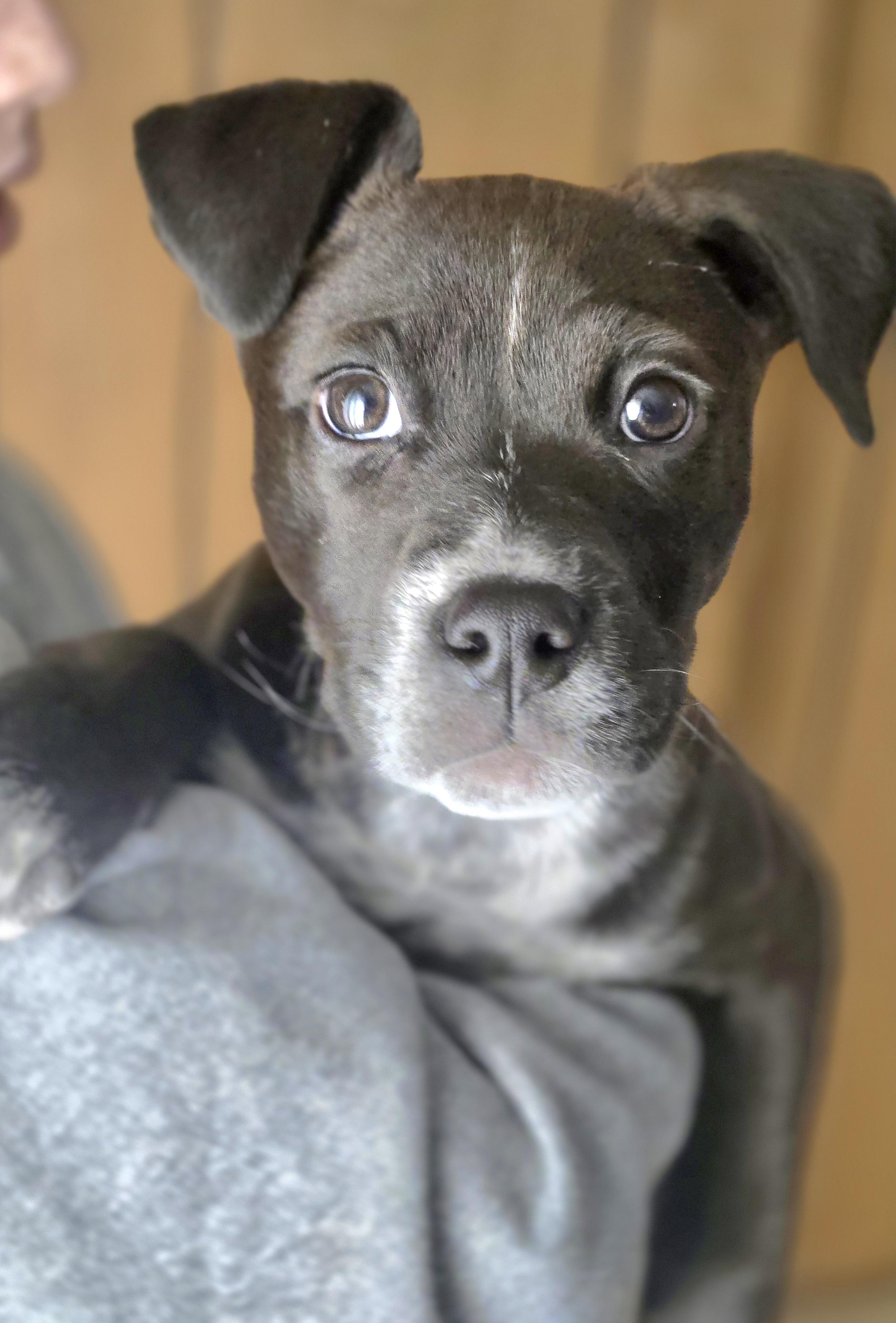 Evie, a ADOPTABLE mixed breed in Laurel, MT image 2/3