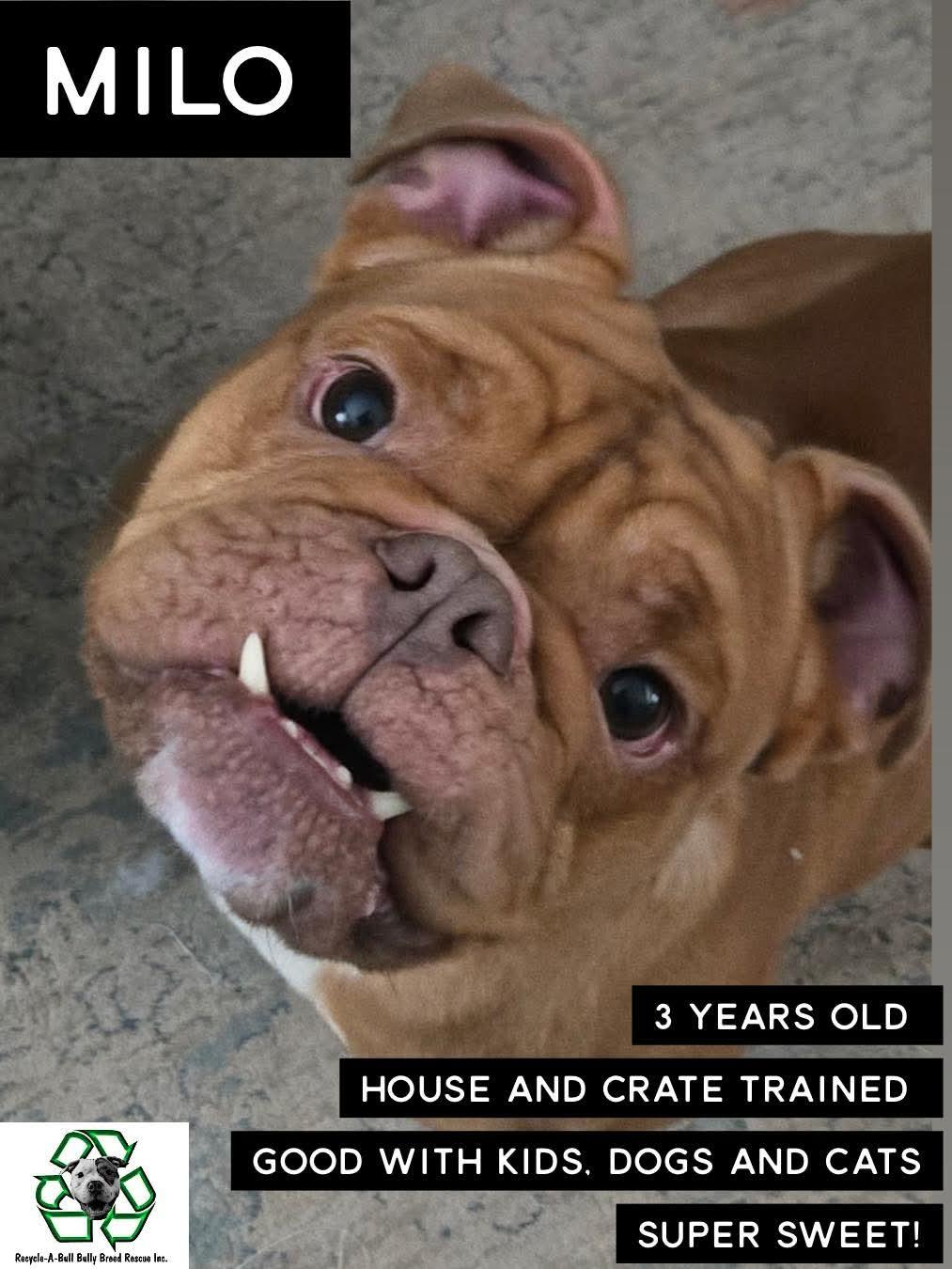 Enlarge Milo, a ADOPTABLE mixed breed in Clay, NY image 4/5