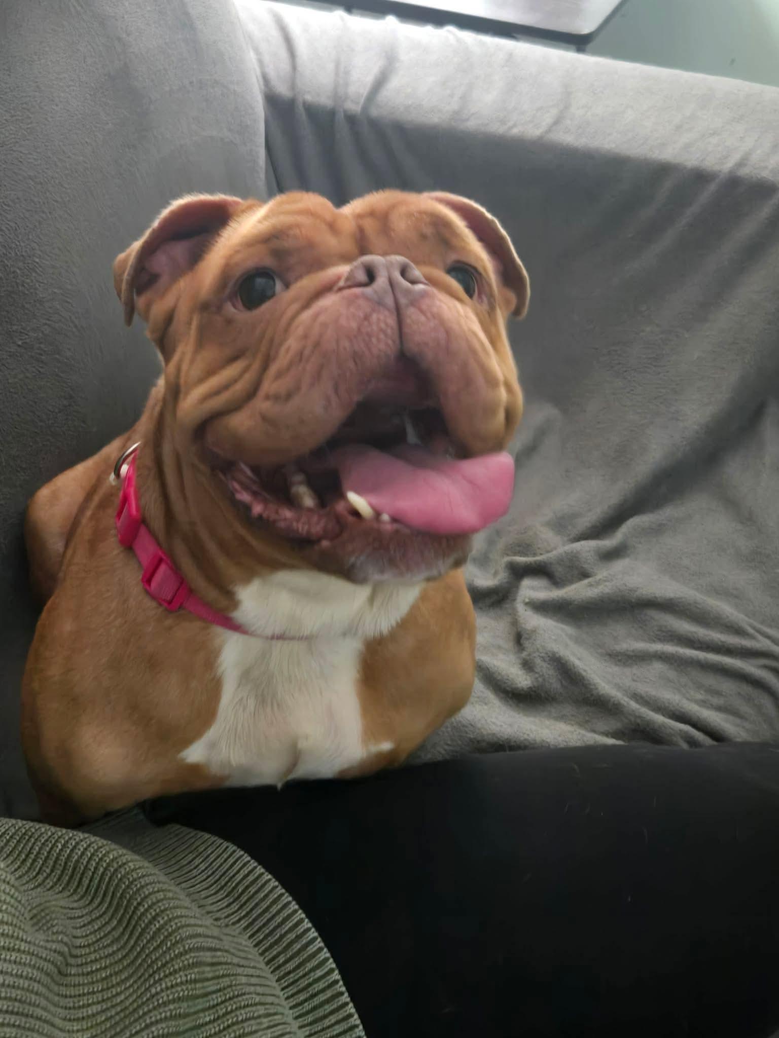 Enlarge Milo, a ADOPTABLE mixed breed in Clay, NY image 3/5