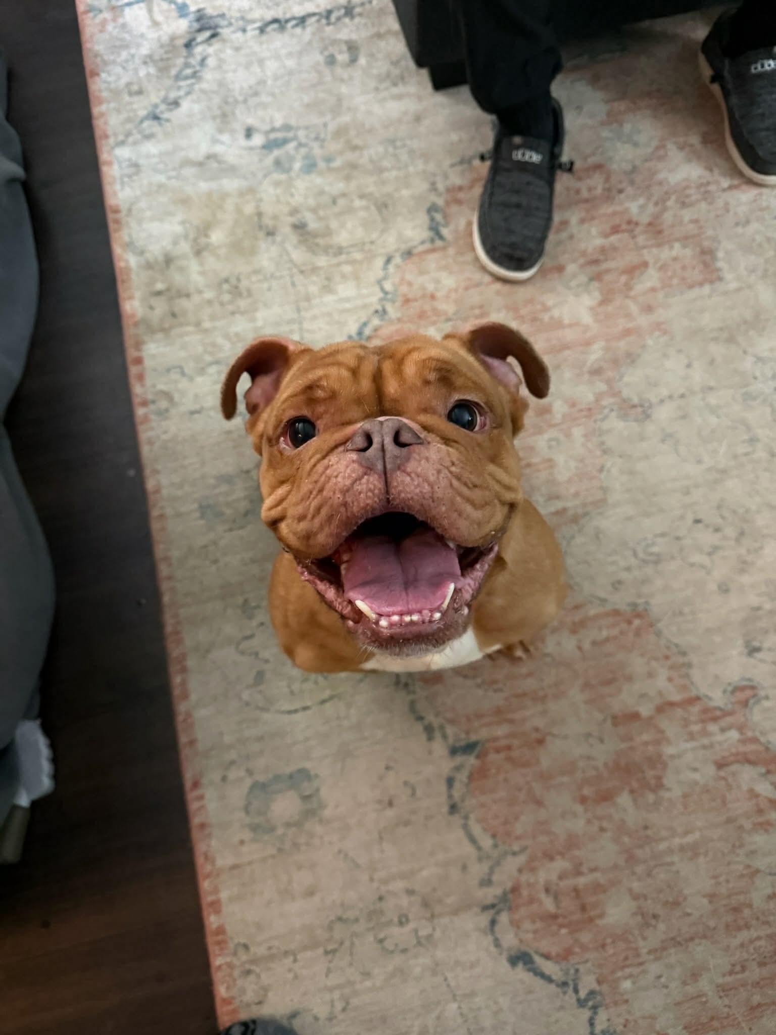 Enlarge Milo, a ADOPTABLE mixed breed in Clay, NY image 1/5