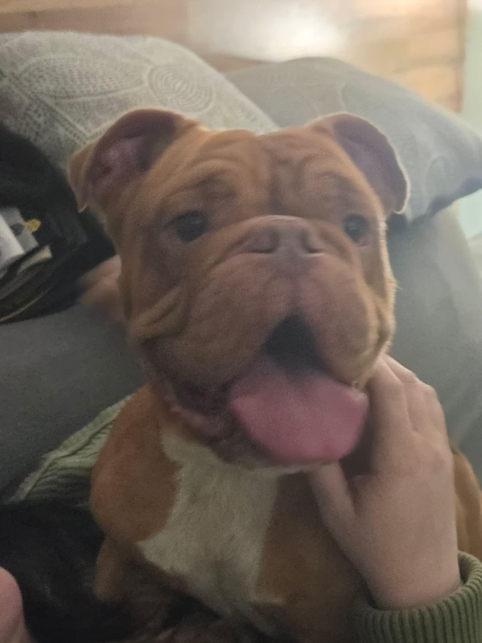 Enlarge Milo, a ADOPTABLE mixed breed in Clay, NY image 2/5