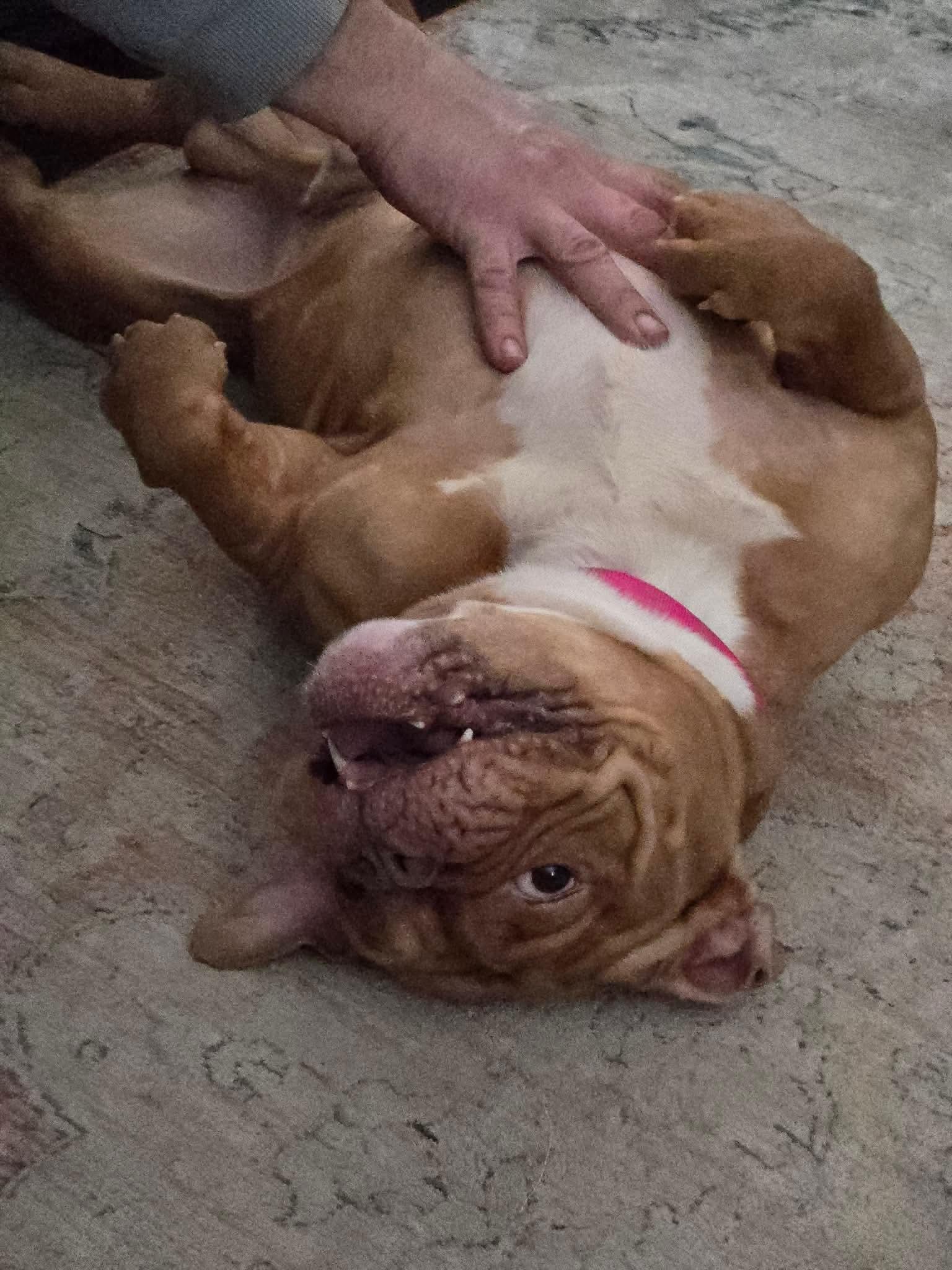 Enlarge Milo, a ADOPTABLE mixed breed in Clay, NY image 5/5