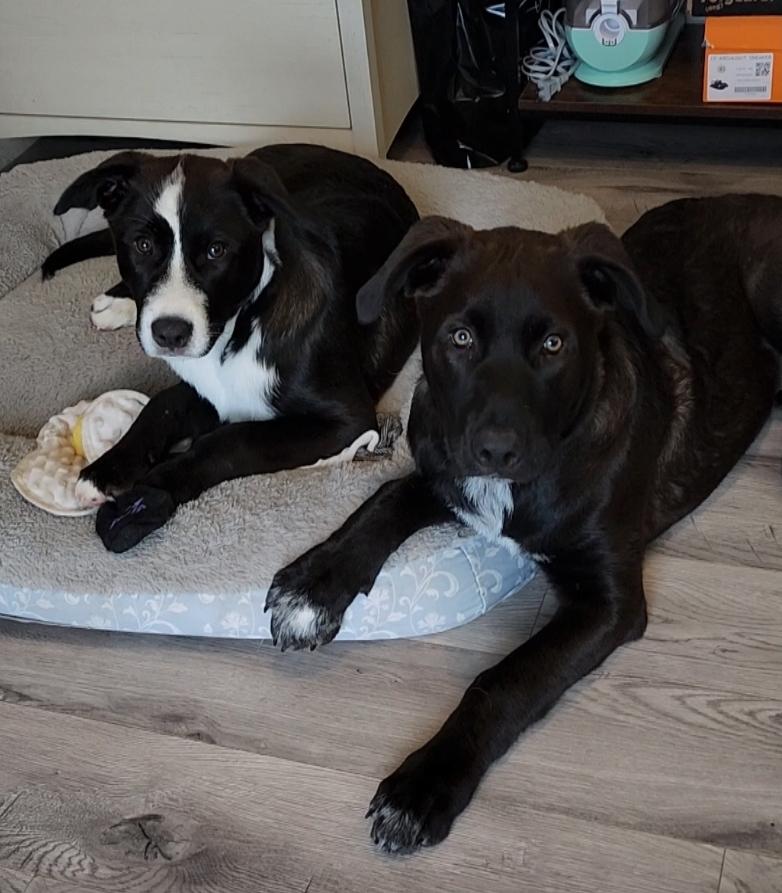 Enlarge timmy, a Adoptable mixed breed in Ormond Beach, FL image 1/6