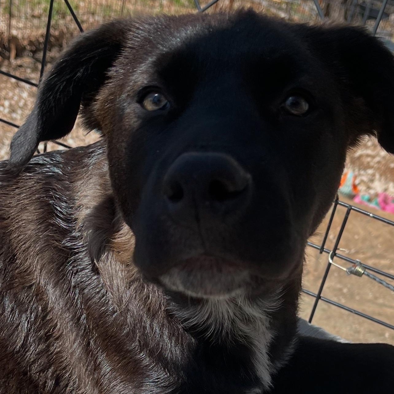 Enlarge timmy, a Adoptable mixed breed in Ormond Beach, FL image 2/6