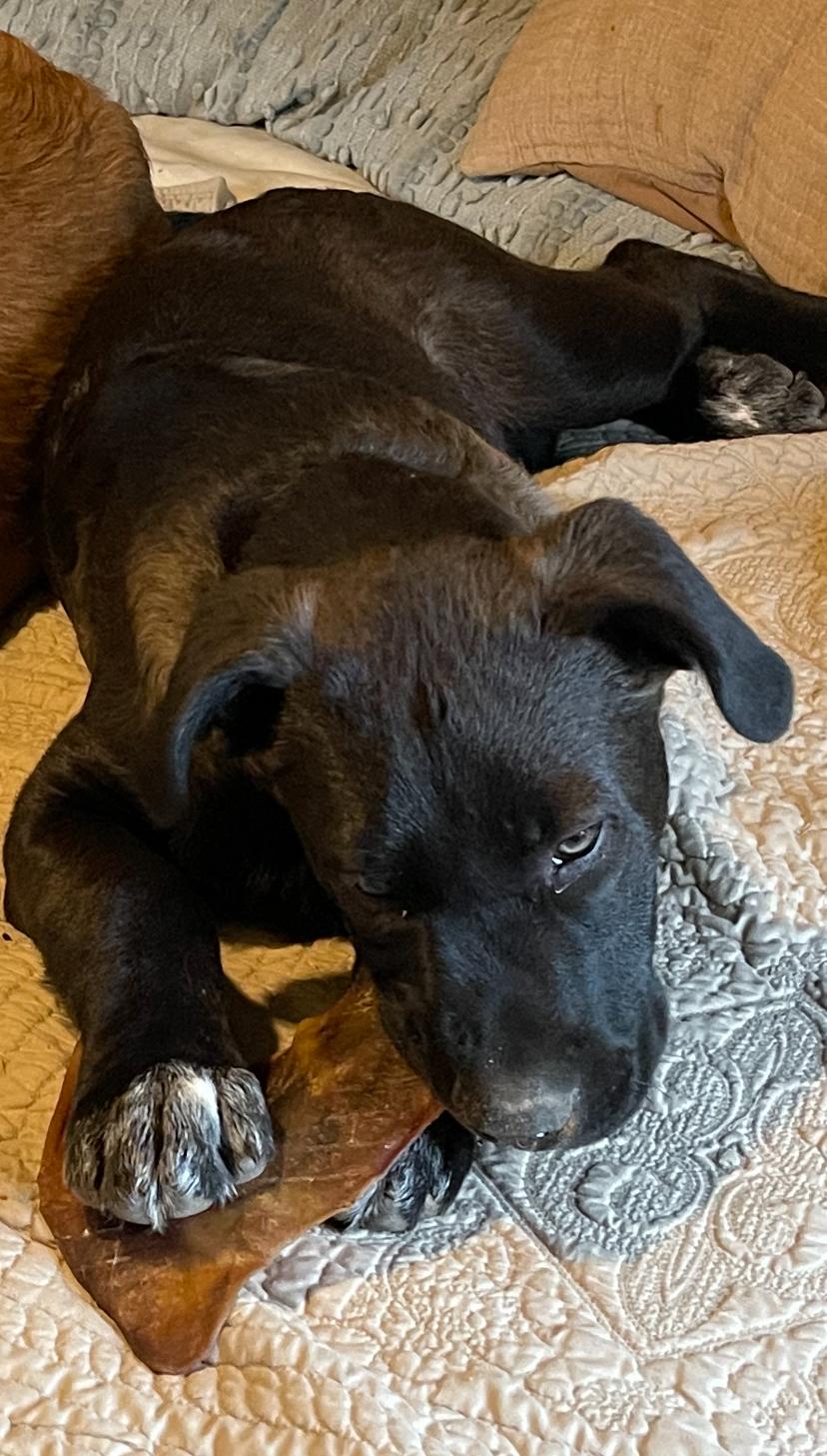 Enlarge timmy, a Adoptable mixed breed in Ormond Beach, FL image 3/6