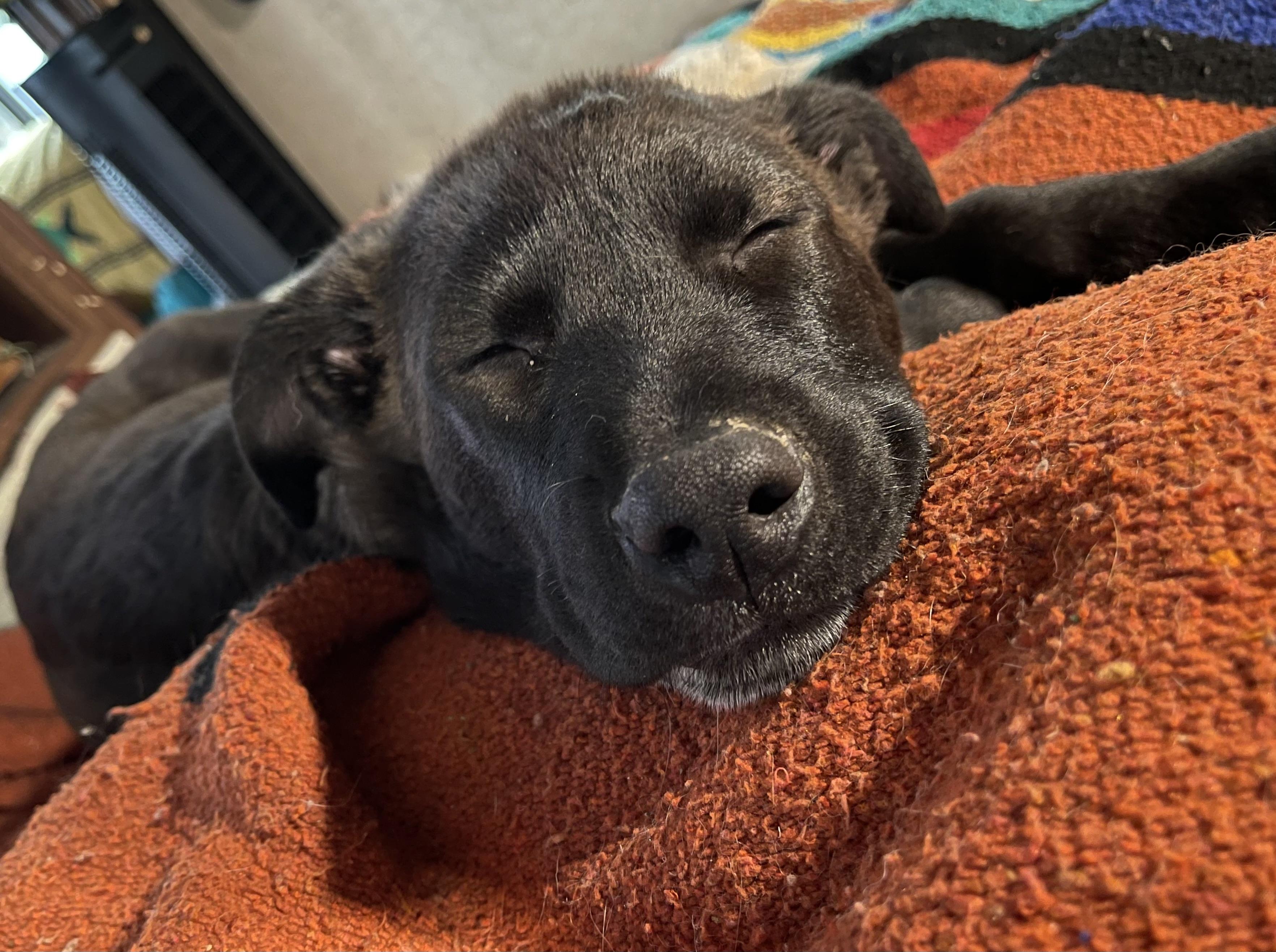 Enlarge timmy, a Adoptable mixed breed in Ormond Beach, FL image 5/6