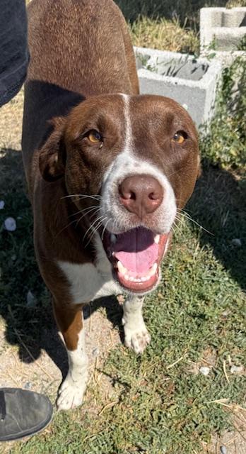 Axel, an adoptable Border Collie, Labrador Retriever in Riverton, WY, 82501 | Photo Image 2
