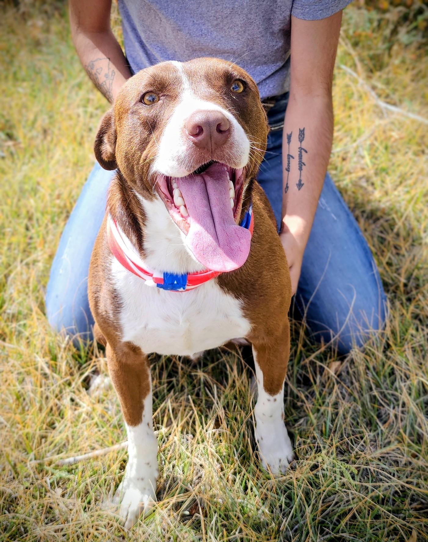 Axel, an adoptable Border Collie, Labrador Retriever in Riverton, WY, 82501 | Photo Image 1