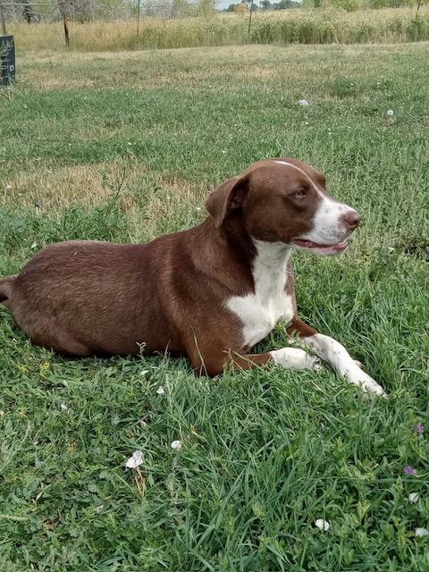 Axel, an adoptable Border Collie, Labrador Retriever in Riverton, WY, 82501 | Photo Image 3