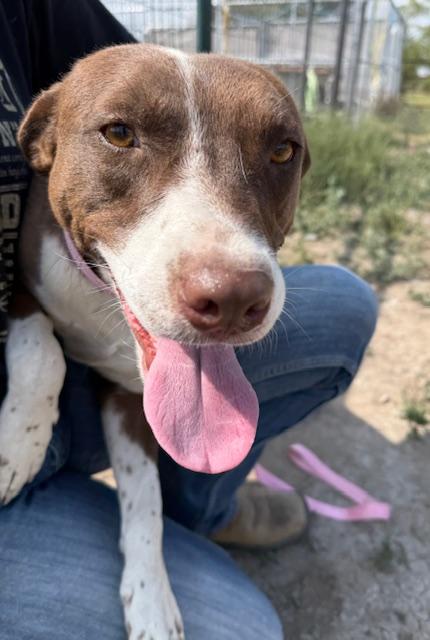 Axel, an adoptable Border Collie, Labrador Retriever in Riverton, WY, 82501 | Photo Image 1
