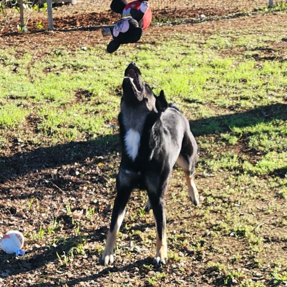 Enlarge Nyxy/Courtesy Post, a Adoptable mixed breed in Long Beach, CA image 1/3