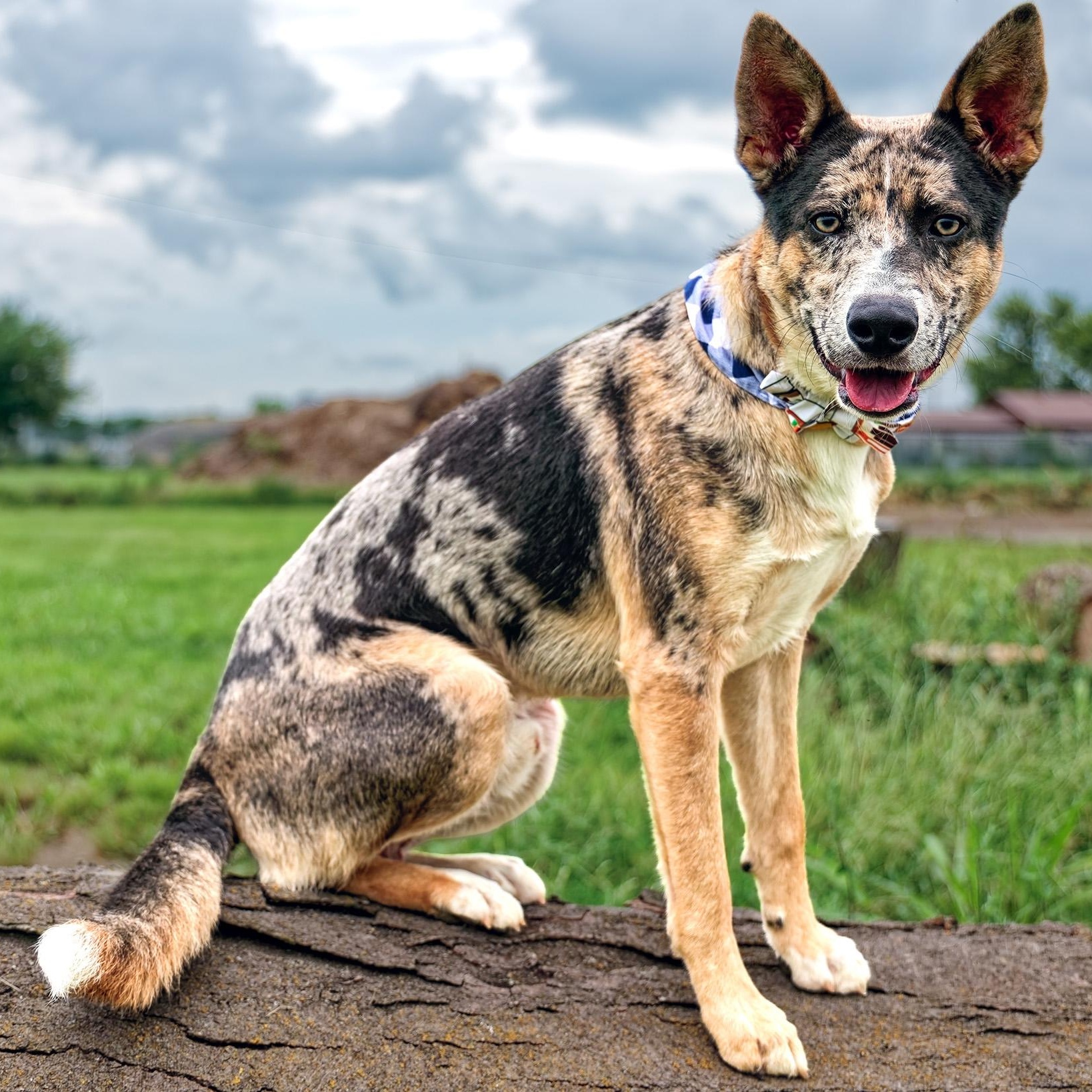 Enlarge Apollo, a Adoptable mixed breed in Clarinda, IA image 5/5
