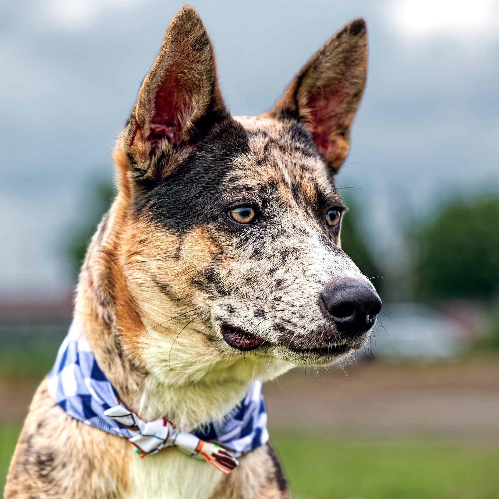 Enlarge Apollo, a Adoptable mixed breed in Clarinda, IA image 3/5