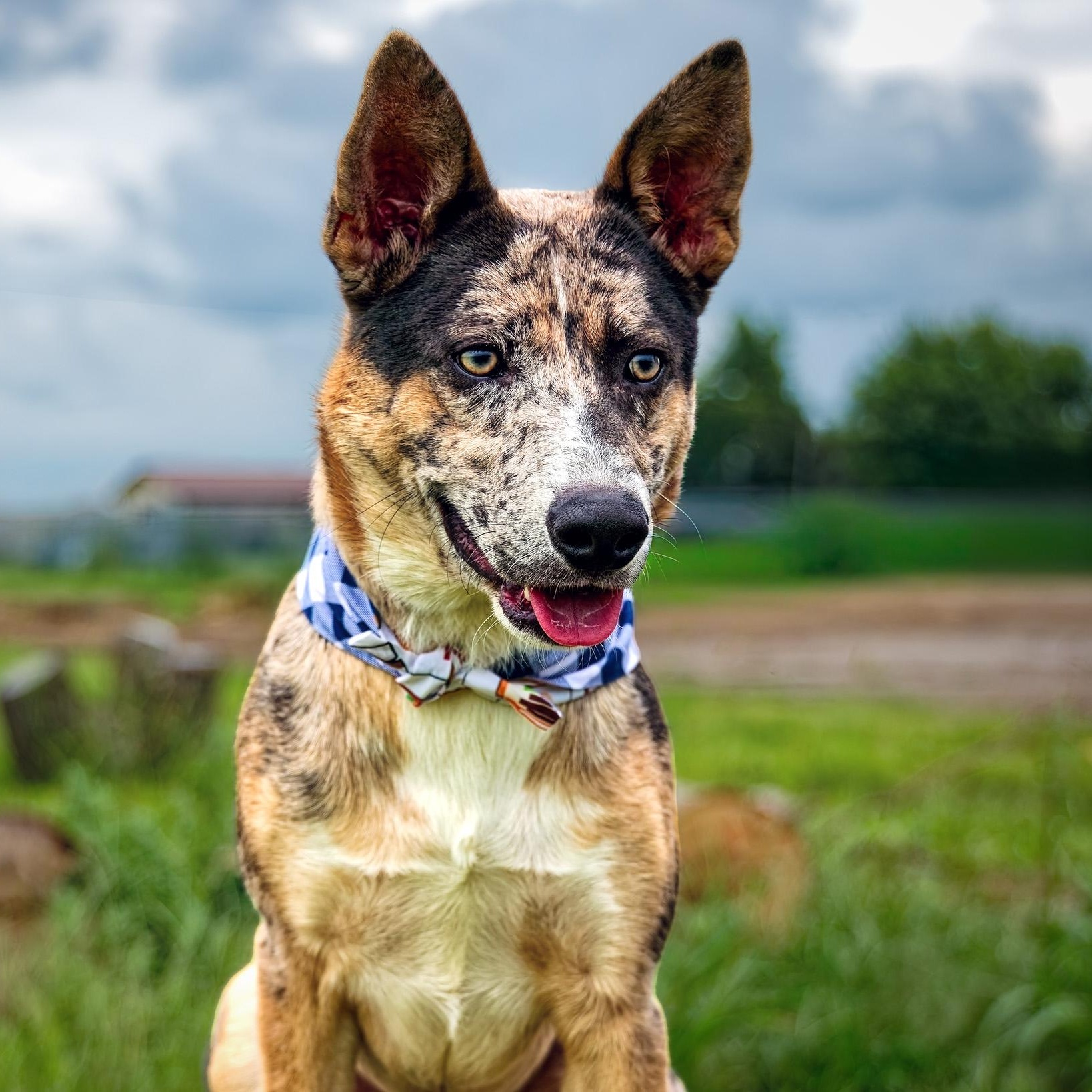 Enlarge Apollo, a Adoptable mixed breed in Clarinda, IA image 2/5