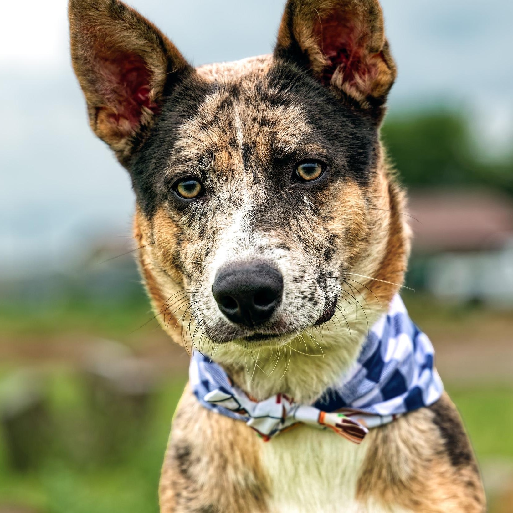 Apollo, Adoptable, Young Male Australian Shepherd & Husky.
