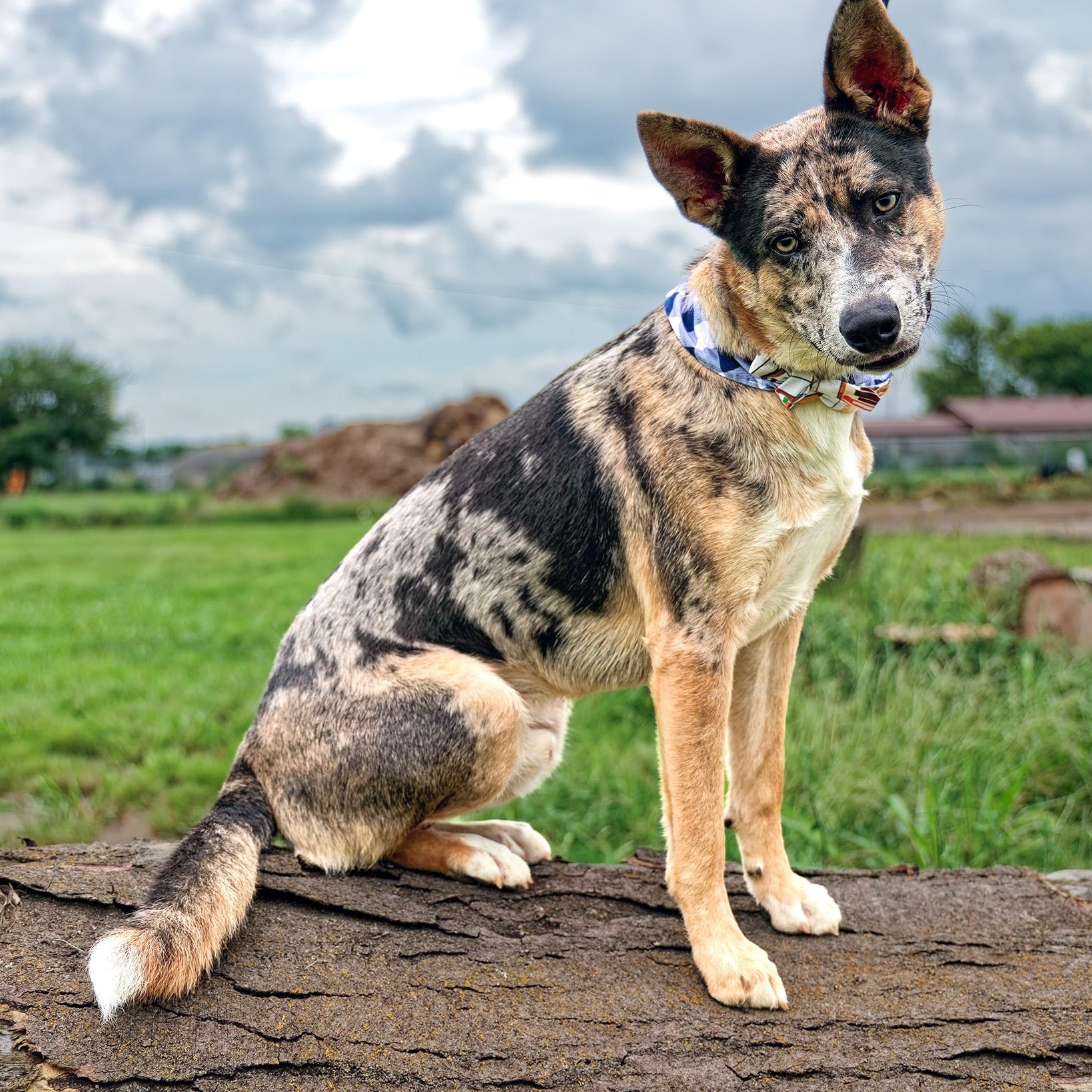 Enlarge Apollo, a Adoptable mixed breed in Clarinda, IA image 4/5