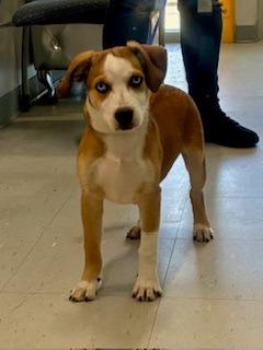 Skipper, Adopted, Puppy Male Mixed Breed.