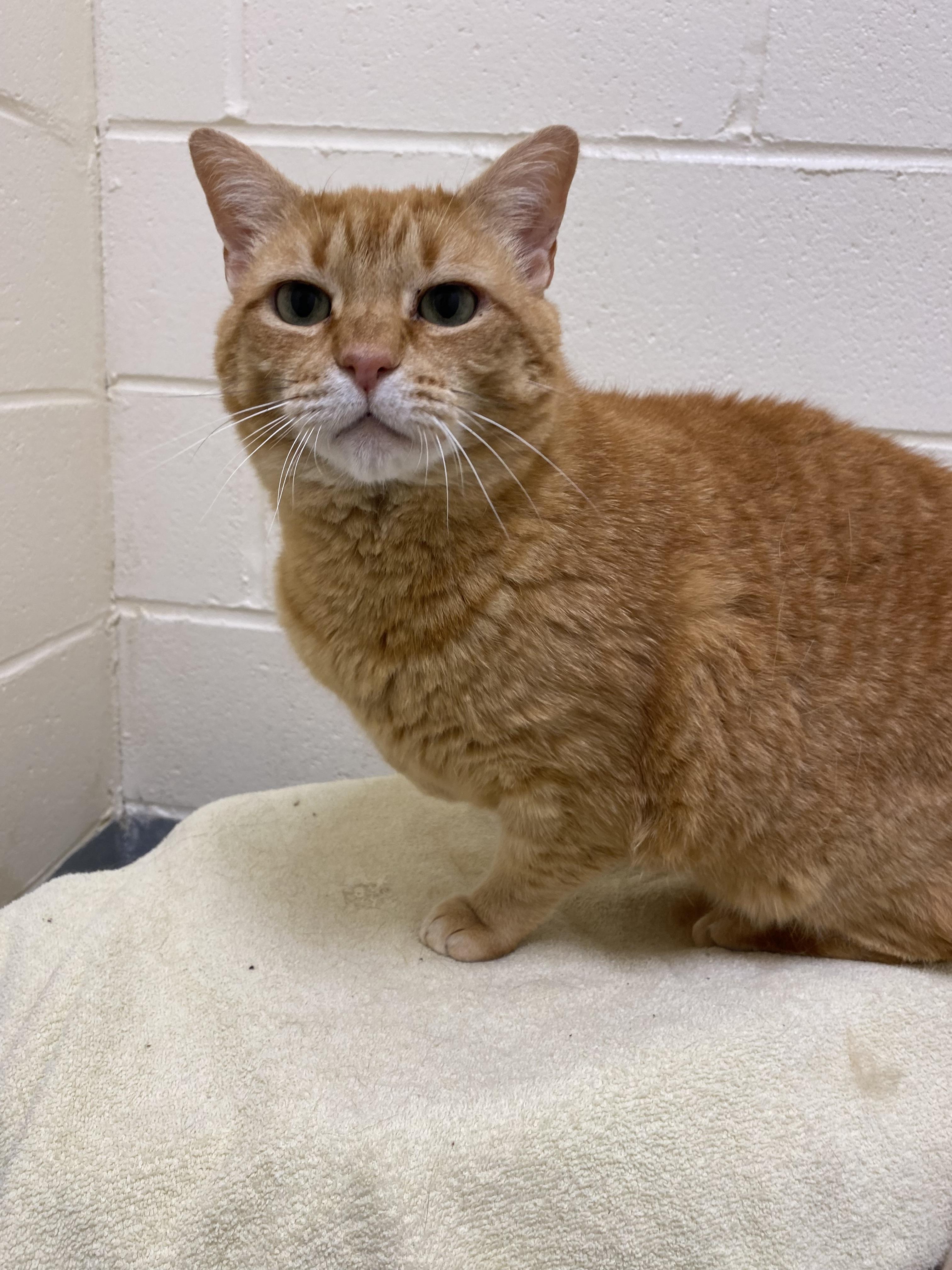 Enlarge Rusty, an adopted Domestic Short Hair in Burgaw, NC image 2/2